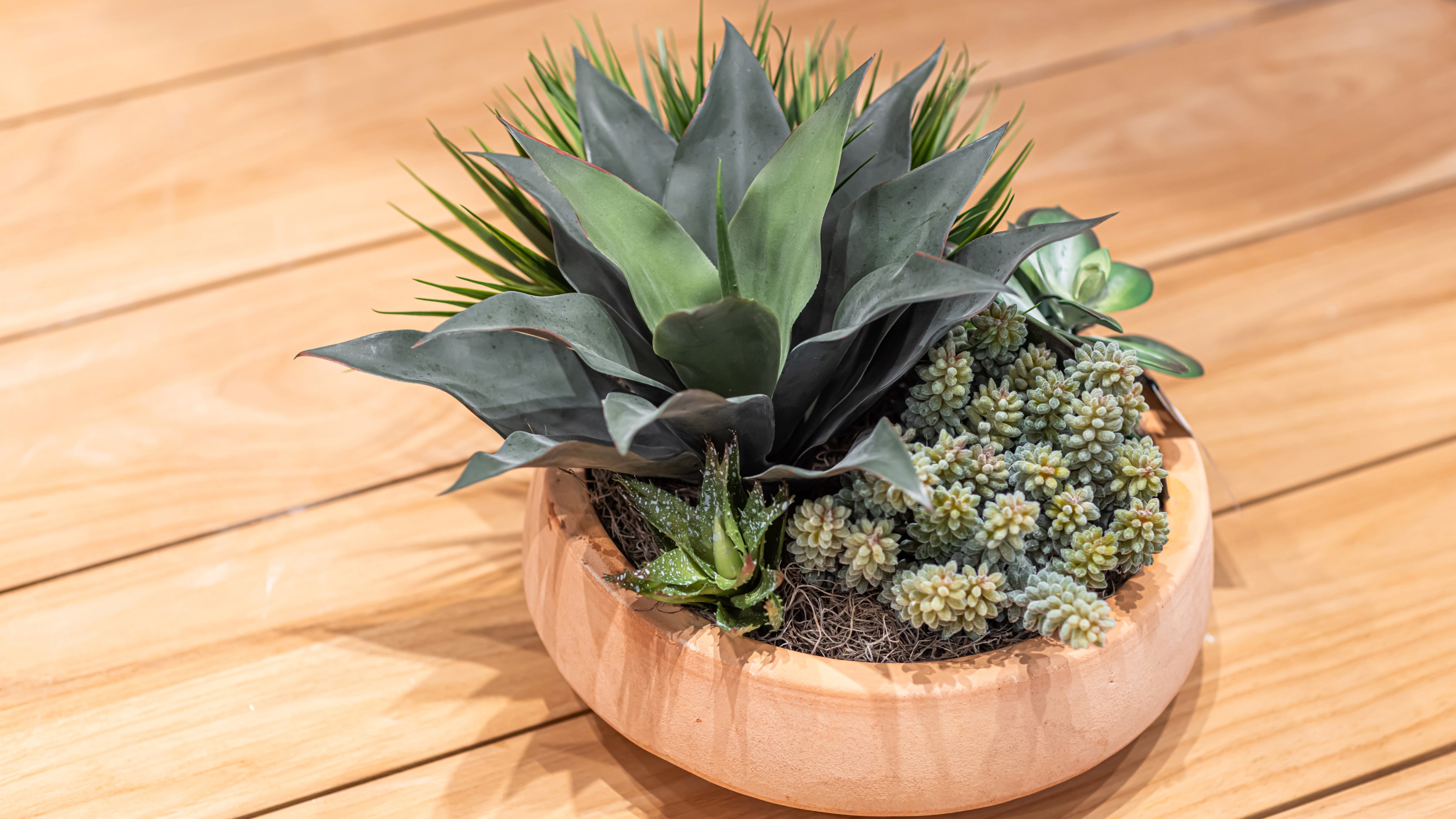 Agave