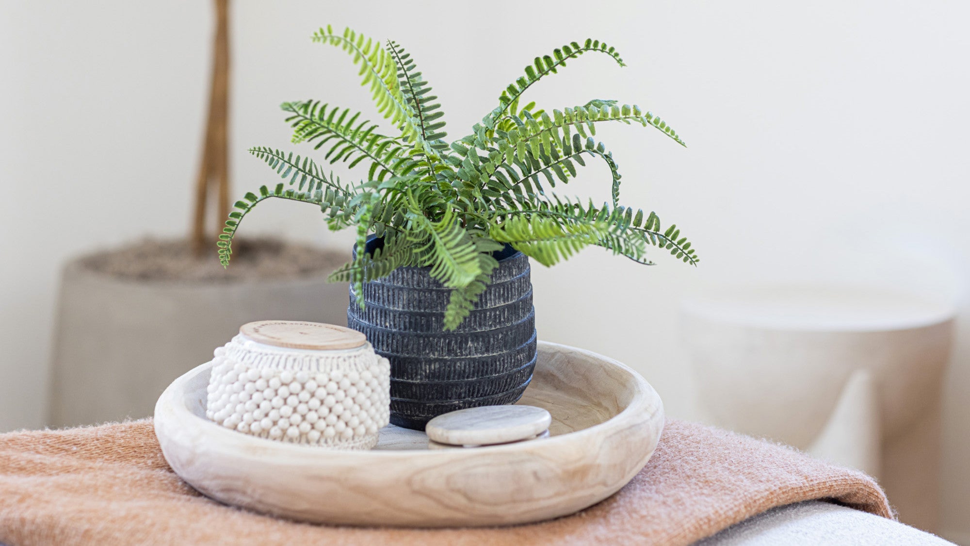 Table Top Plants
