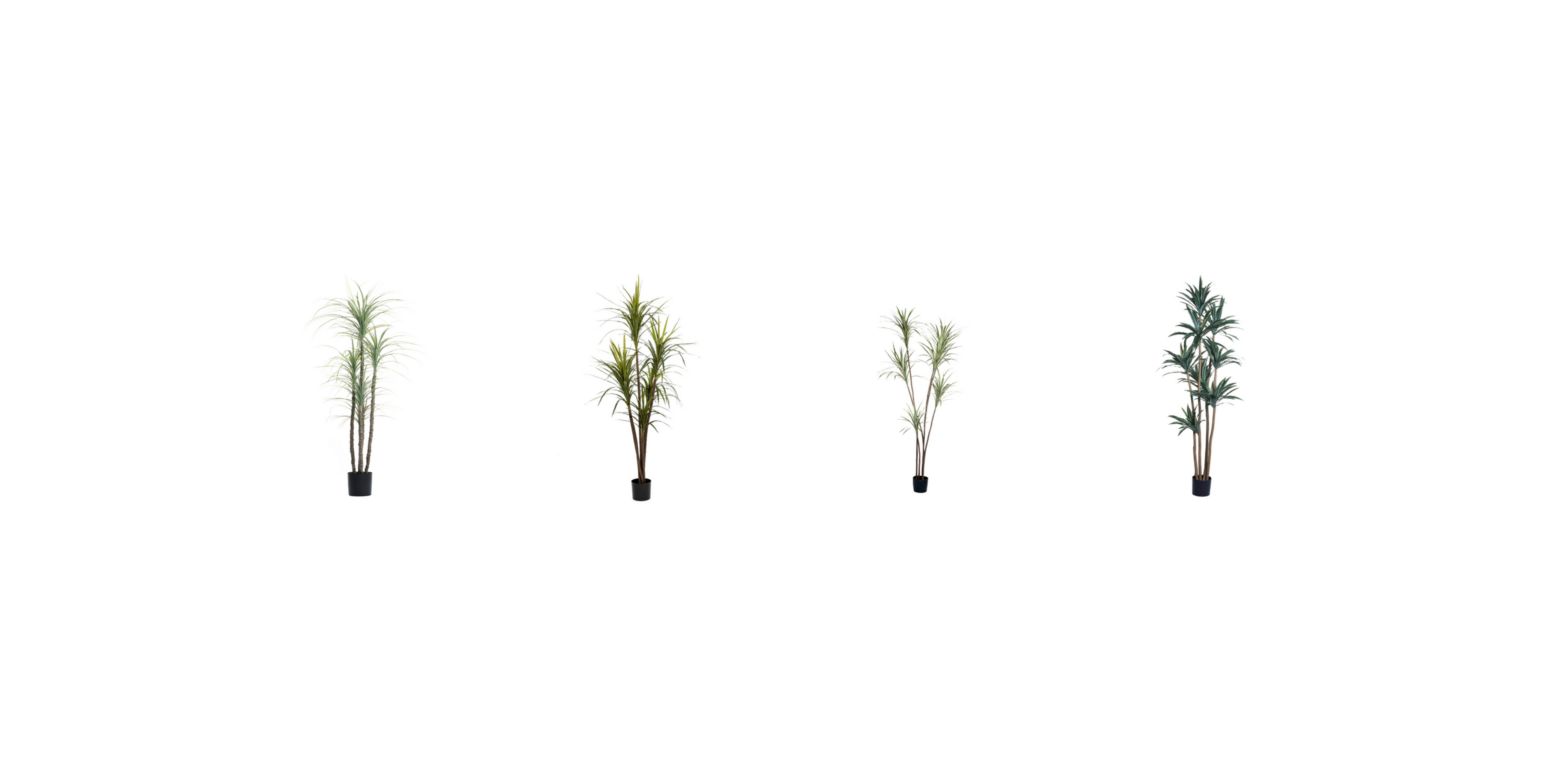 Dracaena, Marginata, and Yucca