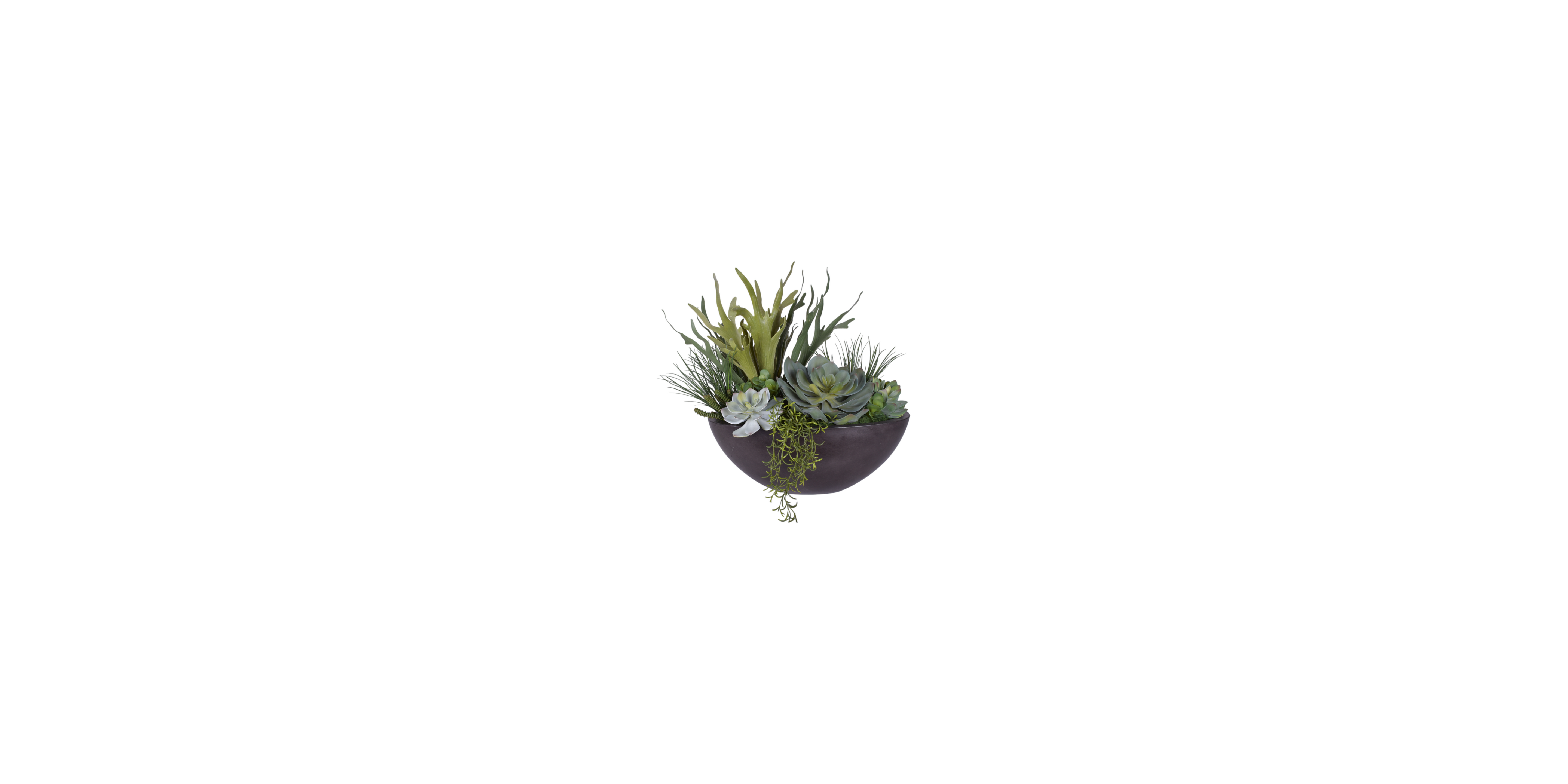 Succulents