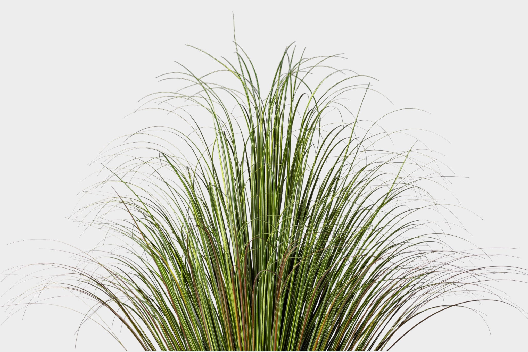 4.5' Pony Tail Palm Tree - UV Treated FP1519UV