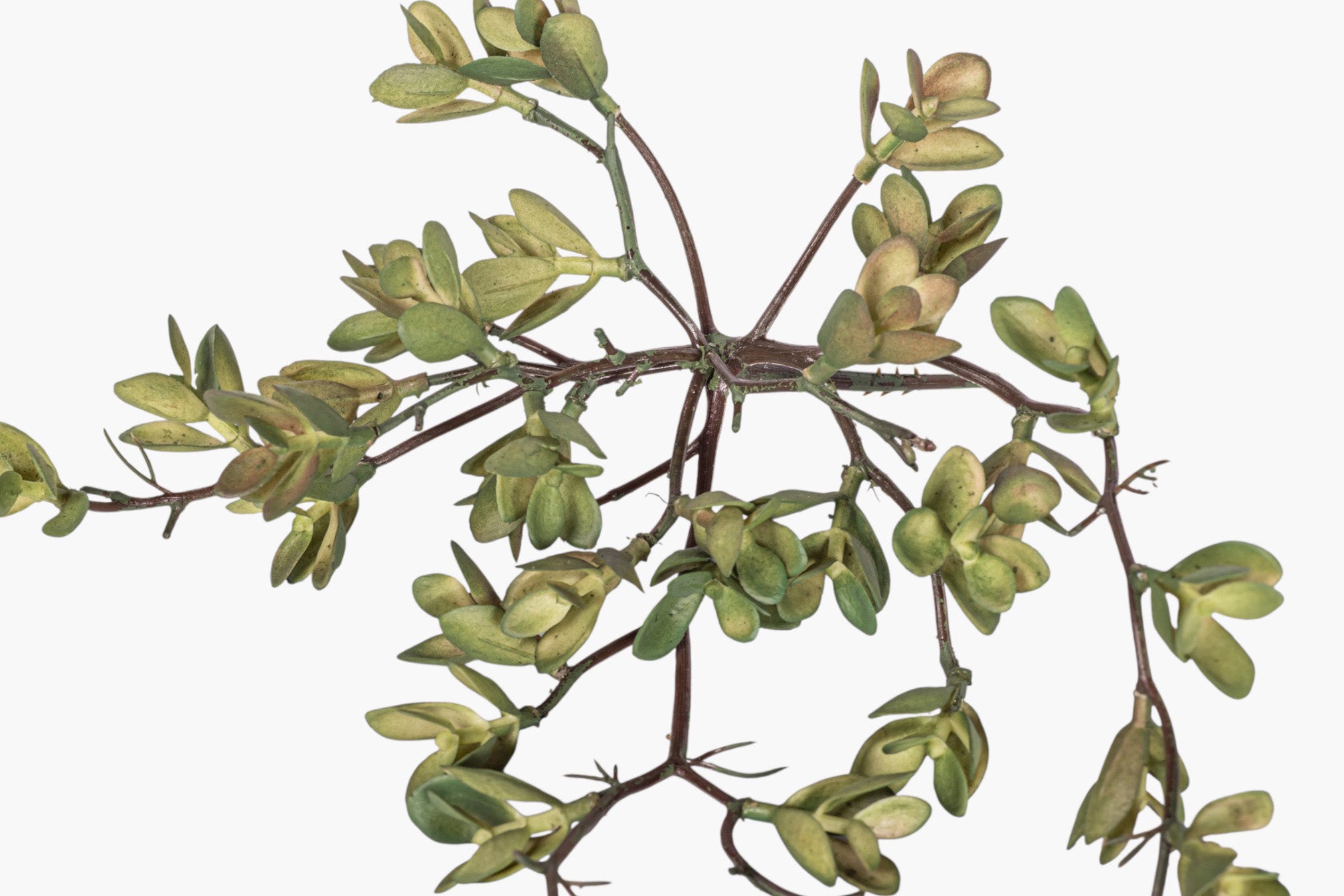 8" Multi-Head Succulent Stem MH1045
