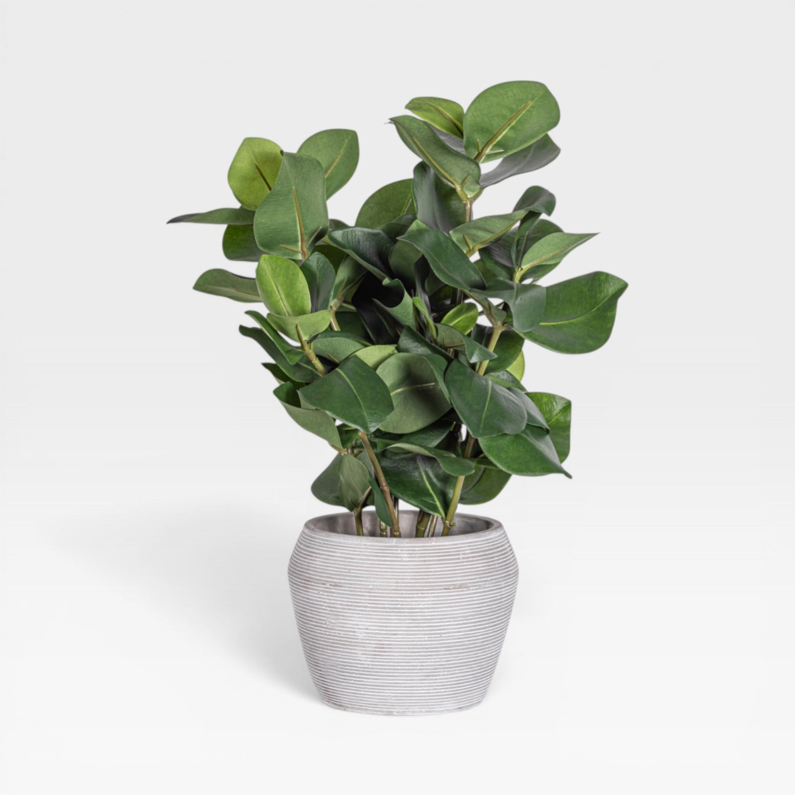 18" Clusia Arrangement AR1934
