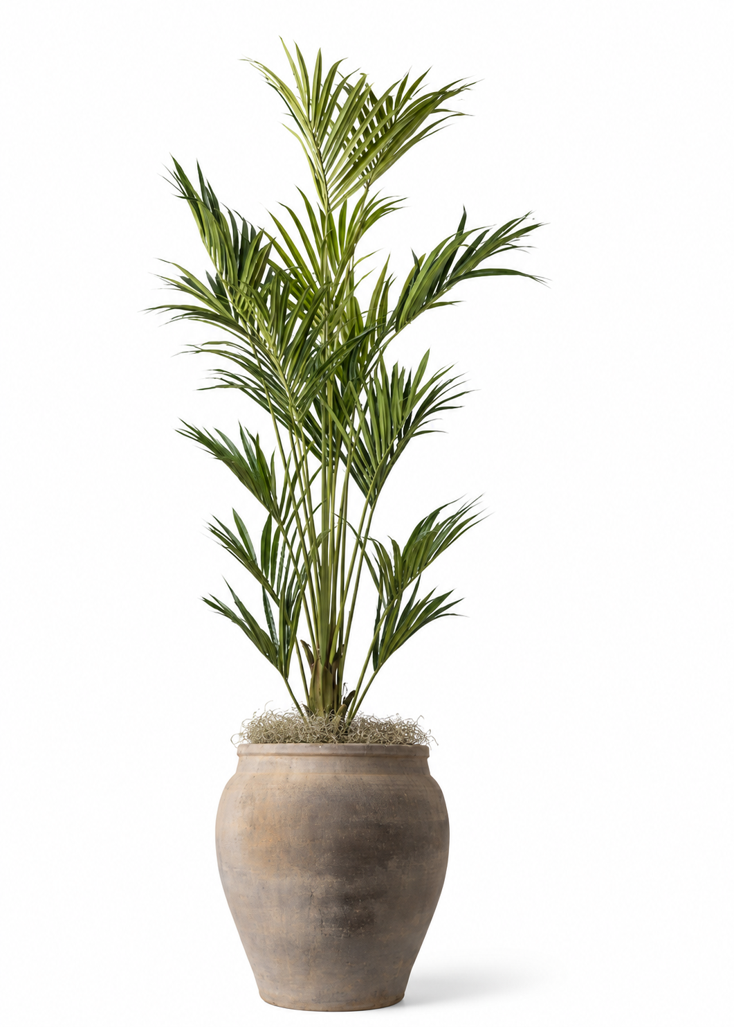 9' Kentia Palm in Vintage Clay Pot | PC1174CN1155