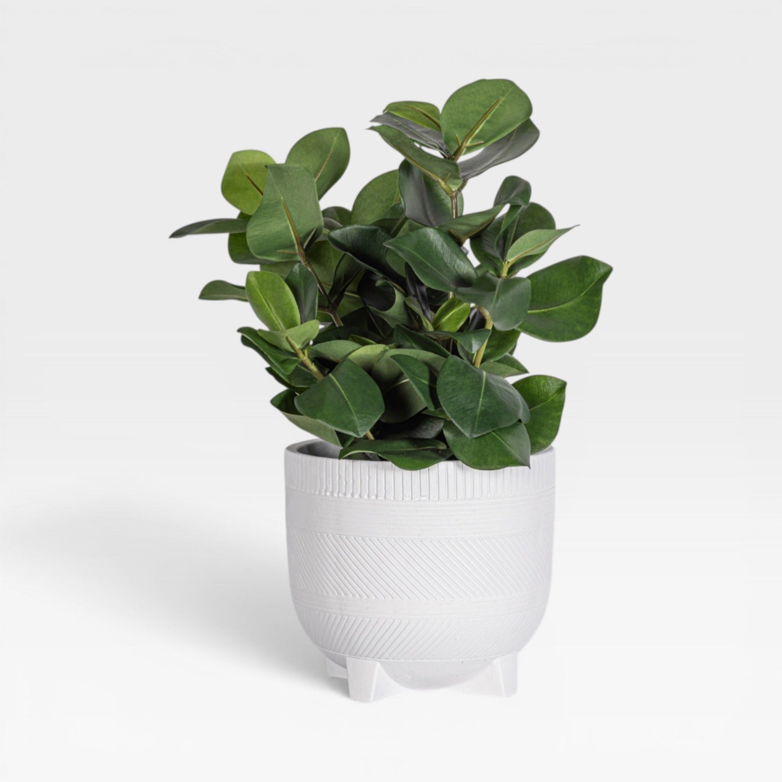 18" Clusia Arrangement AR1934