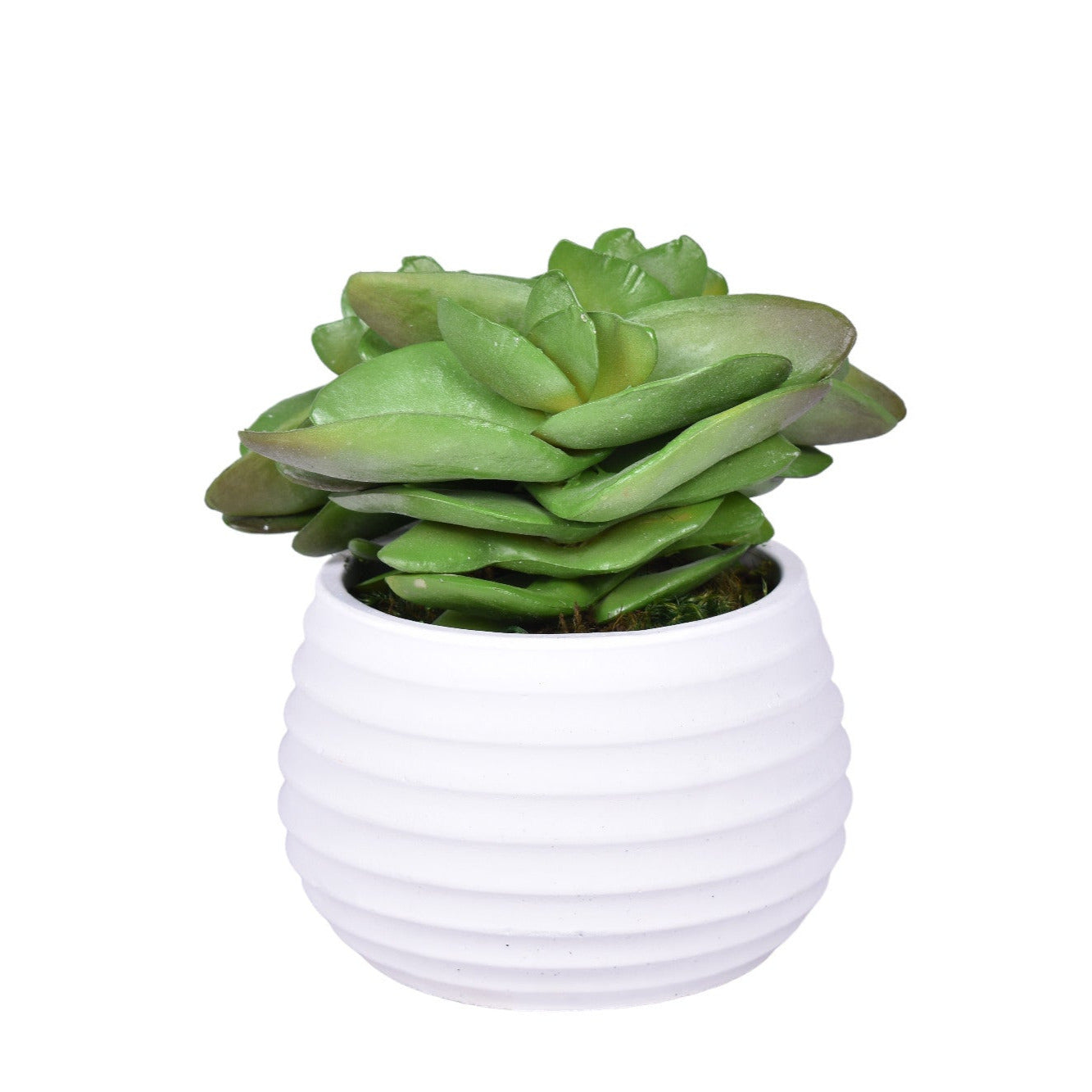 Zay pot with Succulents AR1003