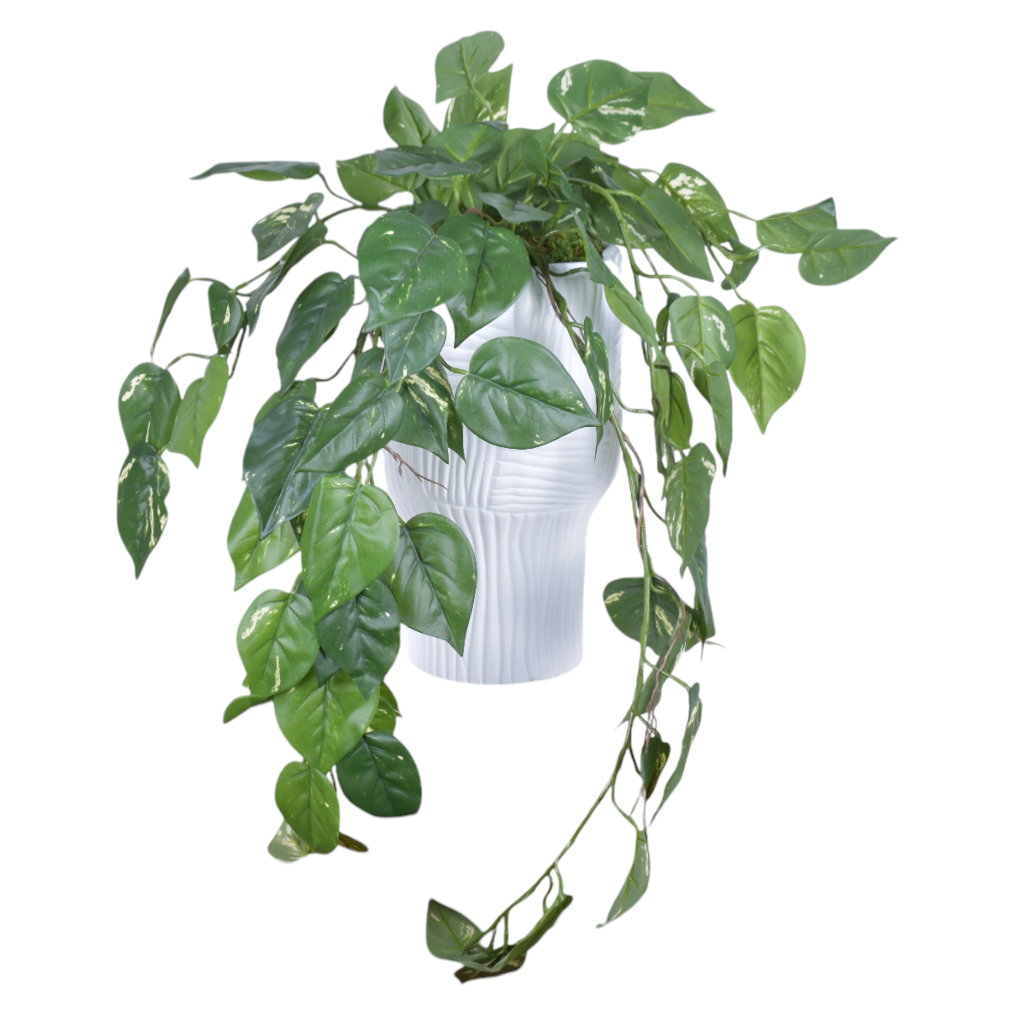 13.5" Turin Pot with Trailing Pothos   AR1012