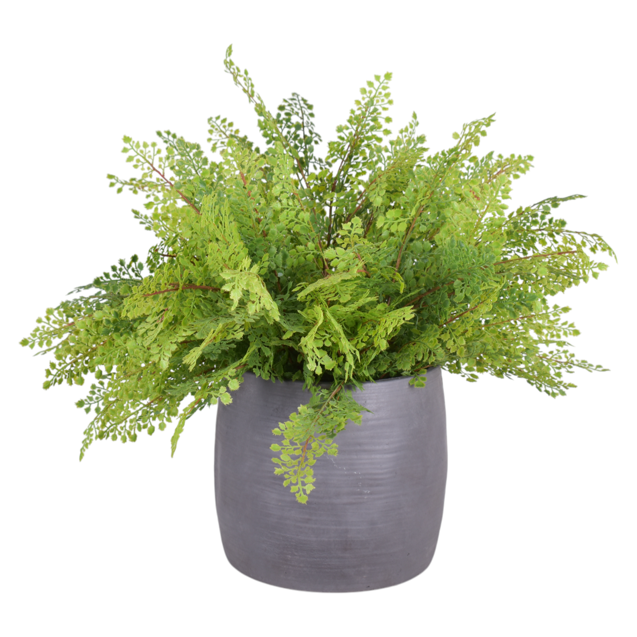 10" Crete Planter with Fern Arrangement AR1017