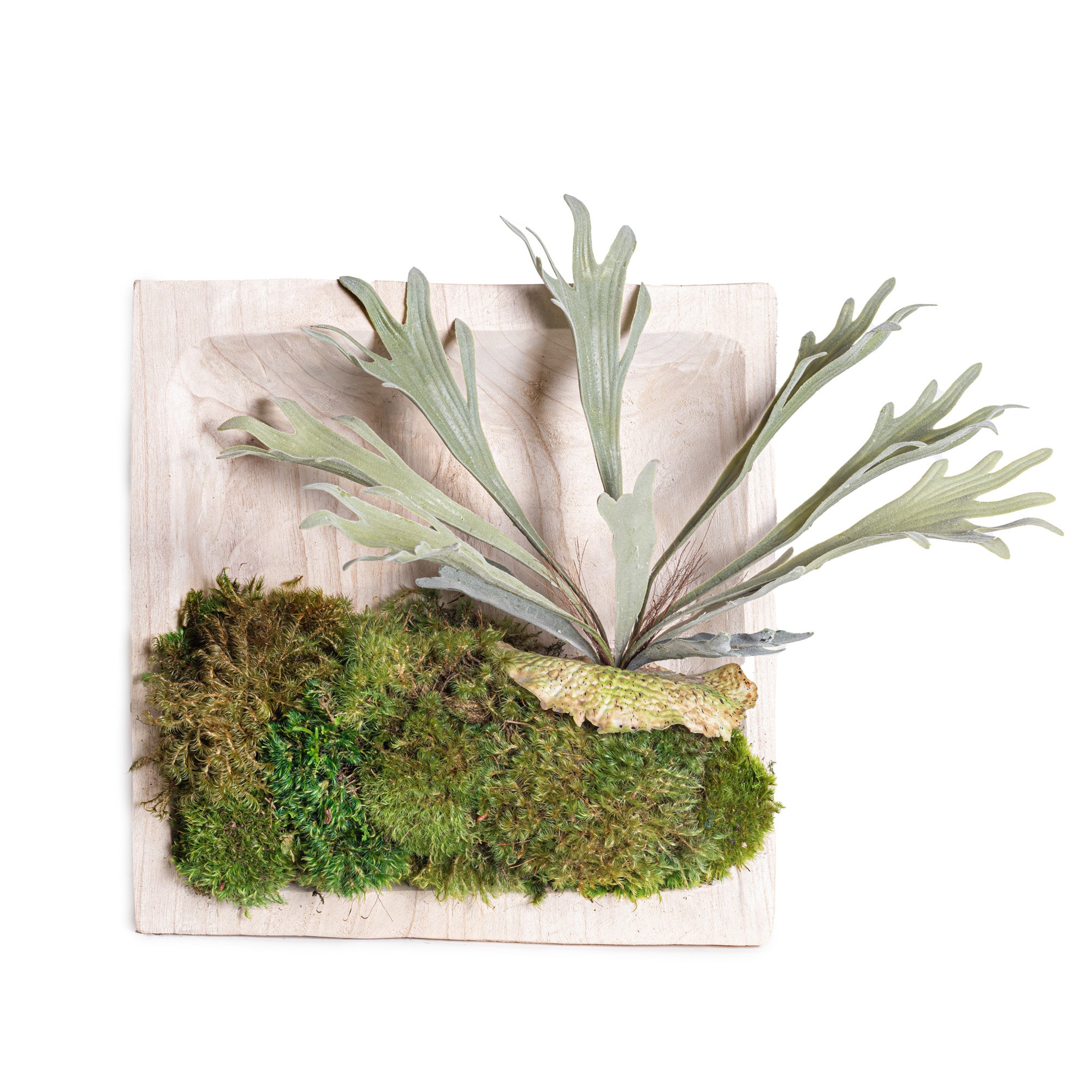 14" Sedona Square Bowl with Mood Moss and Staghorn Arrangement AR1122