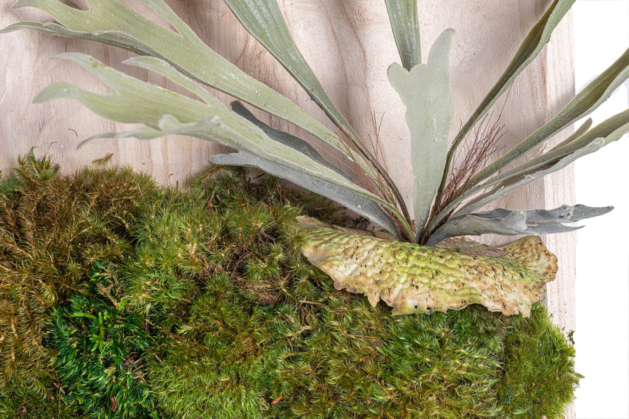 14" Sedona Square Bowl with Mood Moss and Staghorn Arrangement AR1122