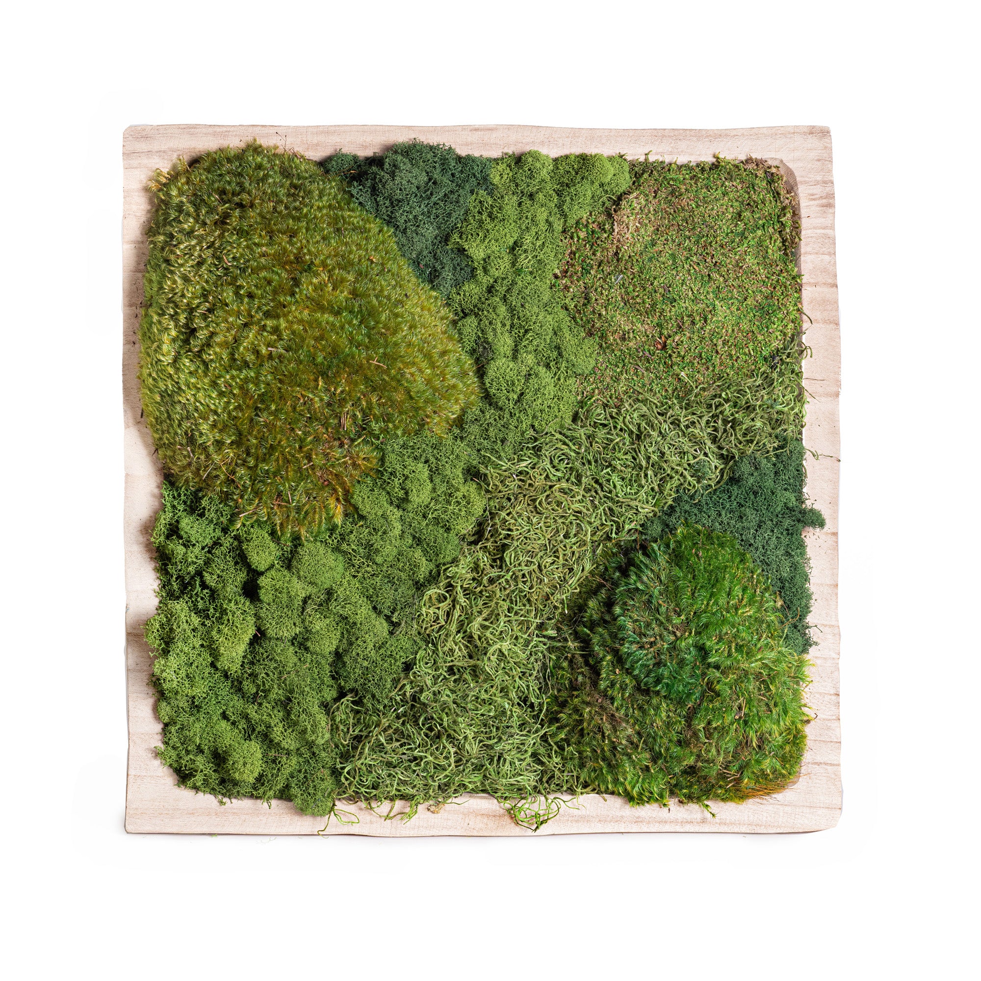 19" Sedona Square Bowl with Mixed Moss AR1126