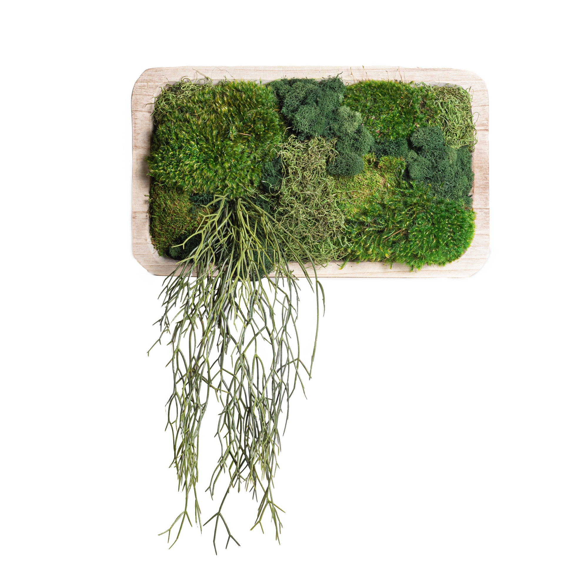 20" Sedona Wood Tray with Mixed Moss and Trailing Plant AR1136