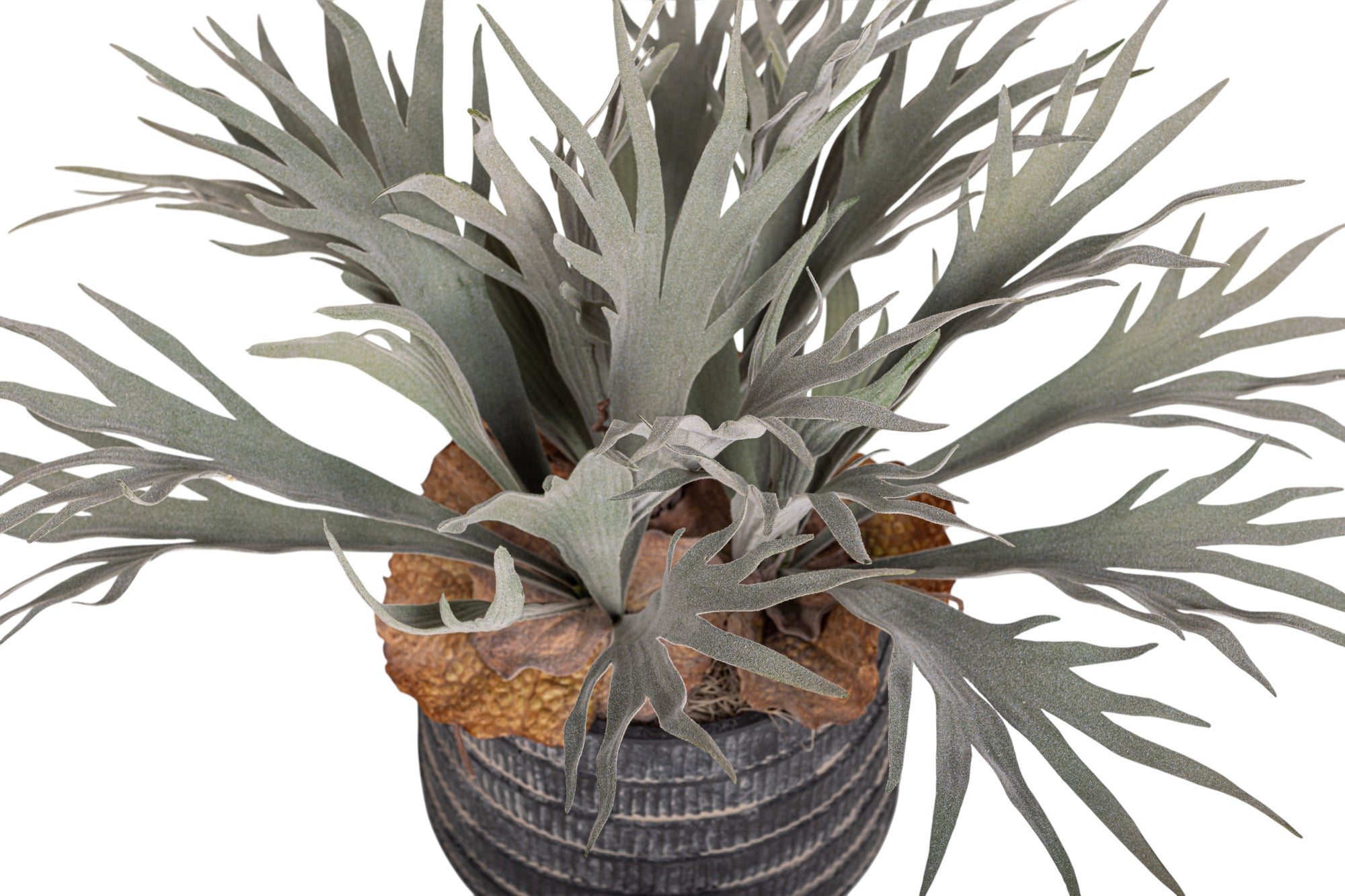 7" Zilla Pot with Staghorn Arrangement AR1156