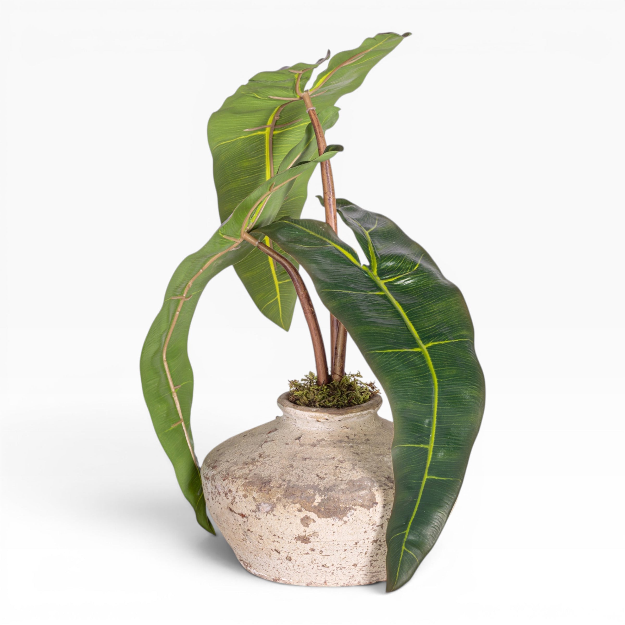 7" Loen Pot with Philodendron Stem Arrangement - AR1169