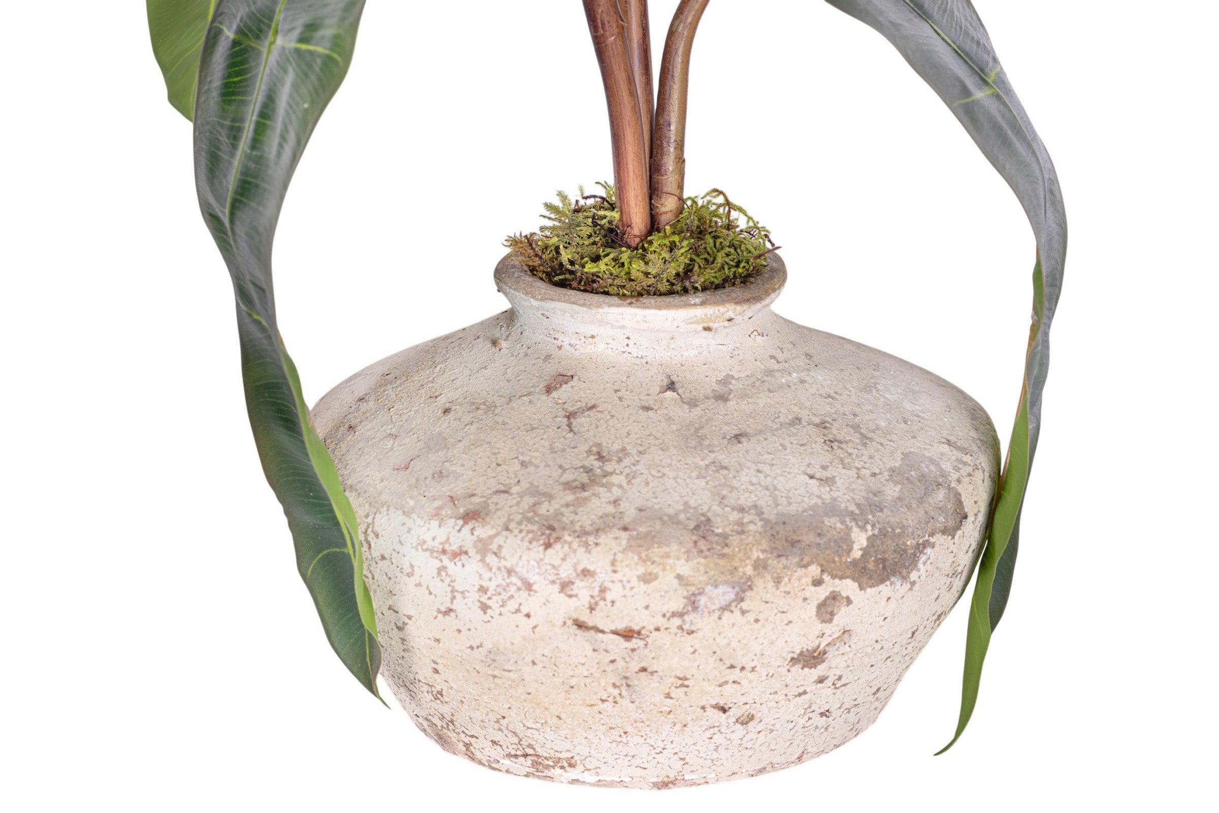 7" Loen Pot with Philodendron Stem Arrangement - AR1169