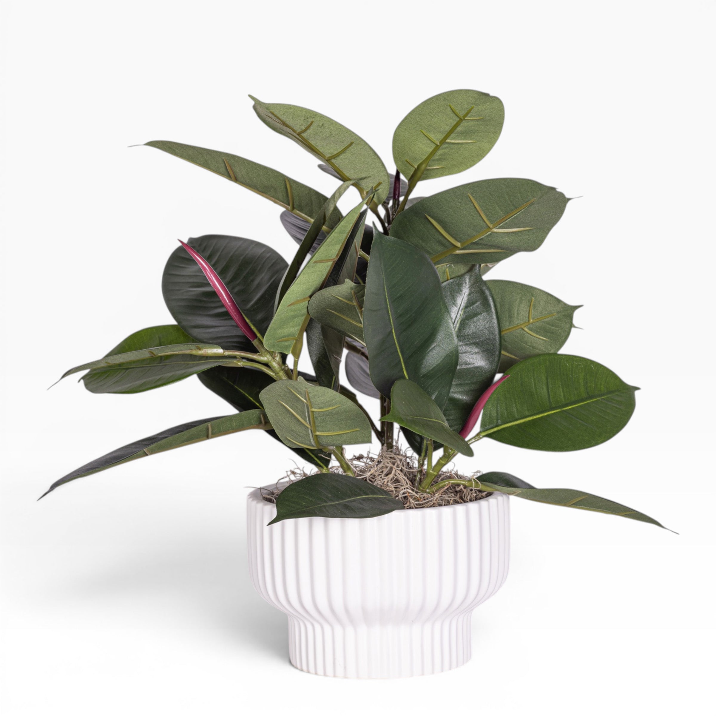 8" Wally Pot with Rubber Plant Arrangement AR1176