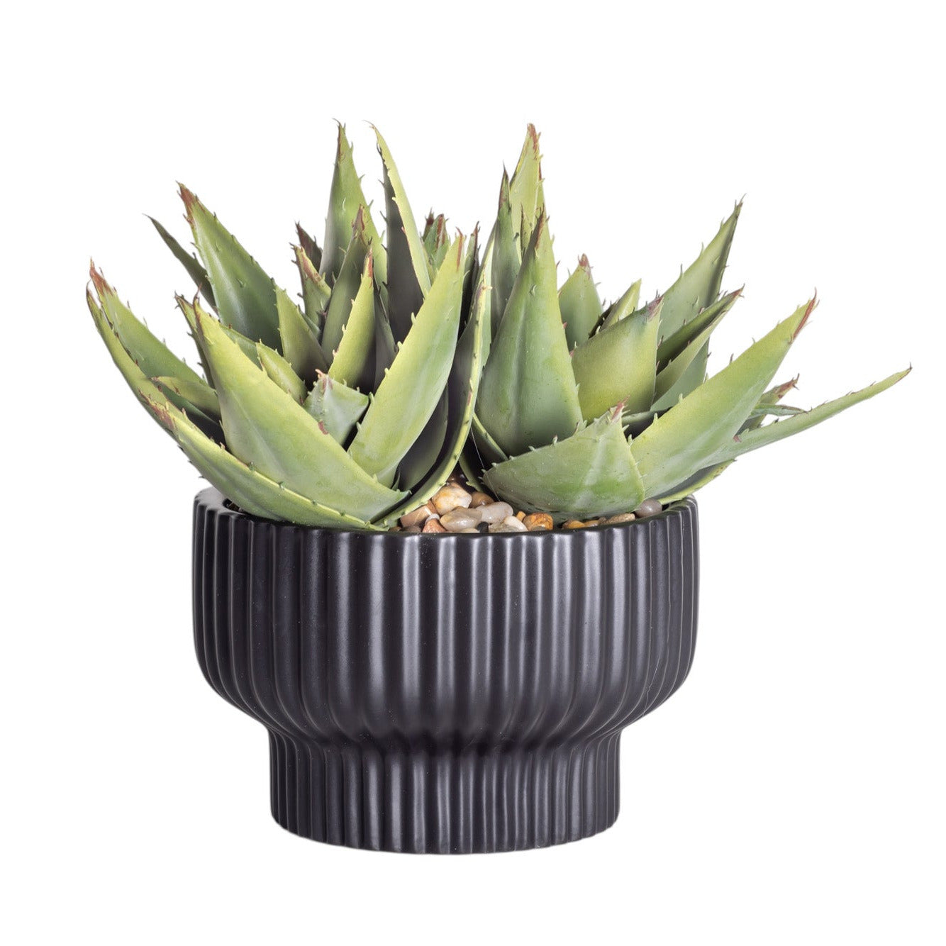 8" Black Wally Pot with Mixed Aloe Arrangement AR1183