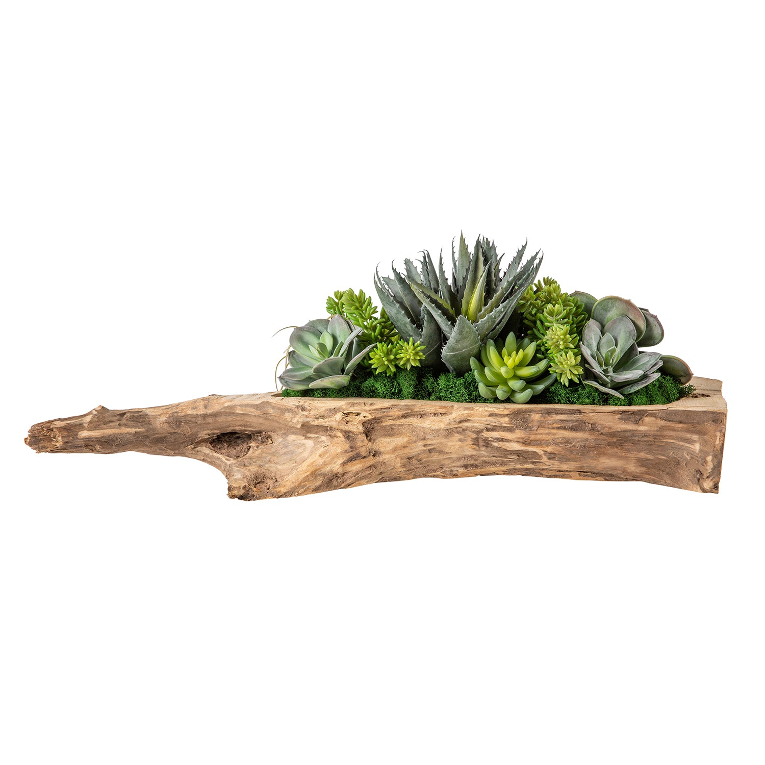 26" Charleston Driftwood with Succulent Arrangement AR1209