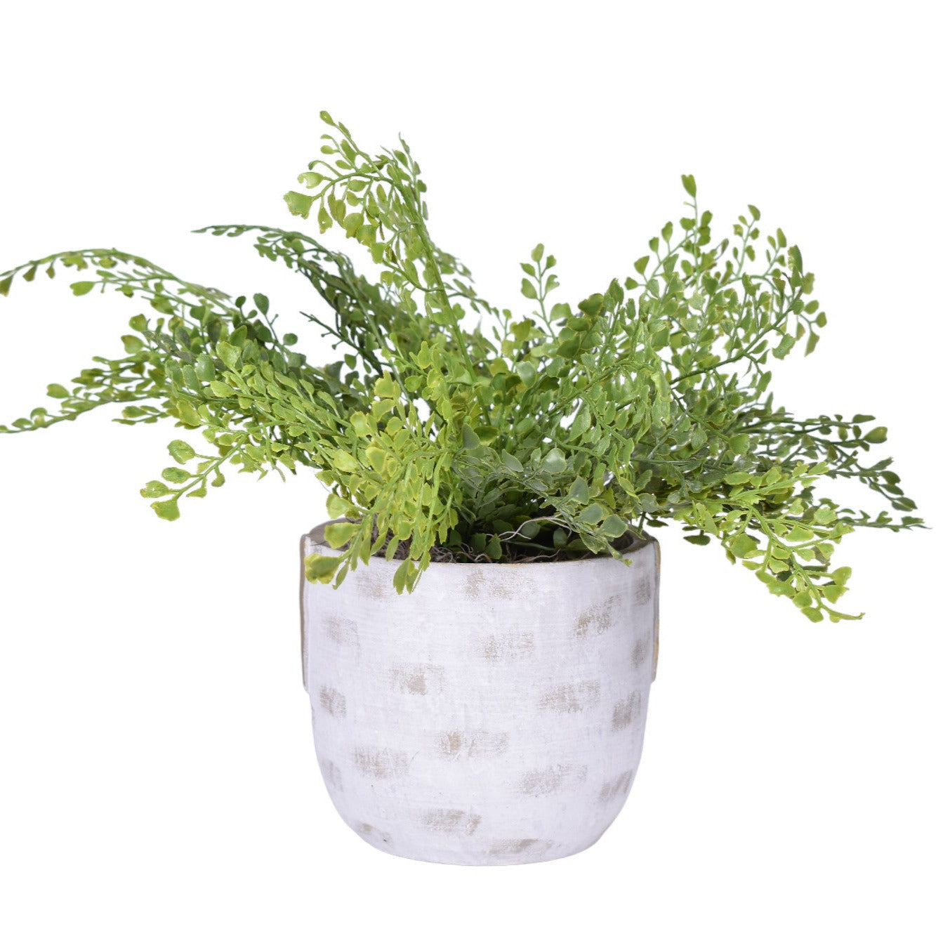 6" Callista Pot with Fern AR1259