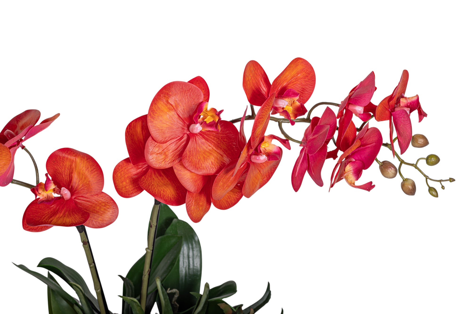 7" Zilla Pot with Orchid Arrangement AR1293