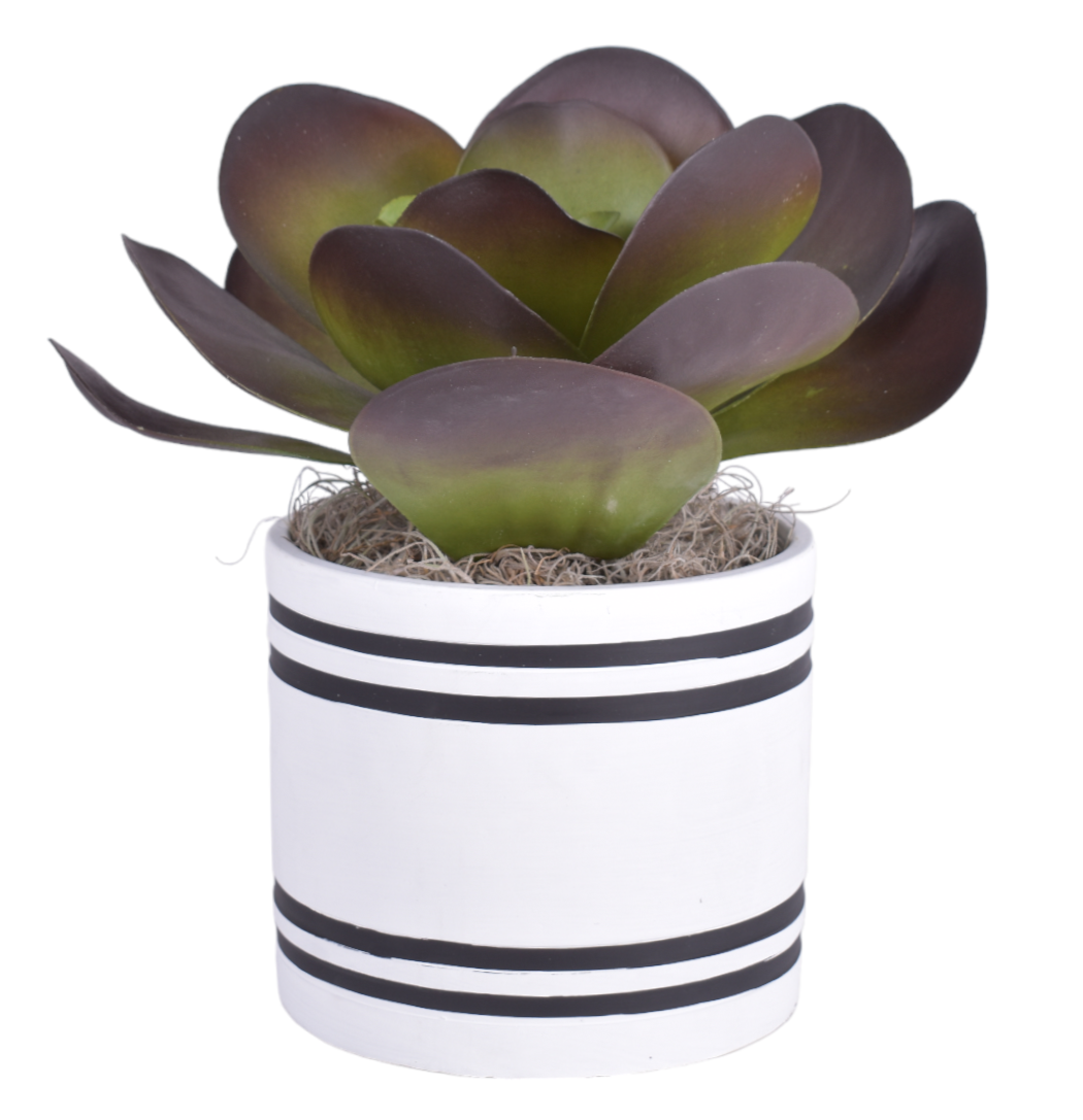 8" Mocha Pot with Succulent Arrangement AR1511