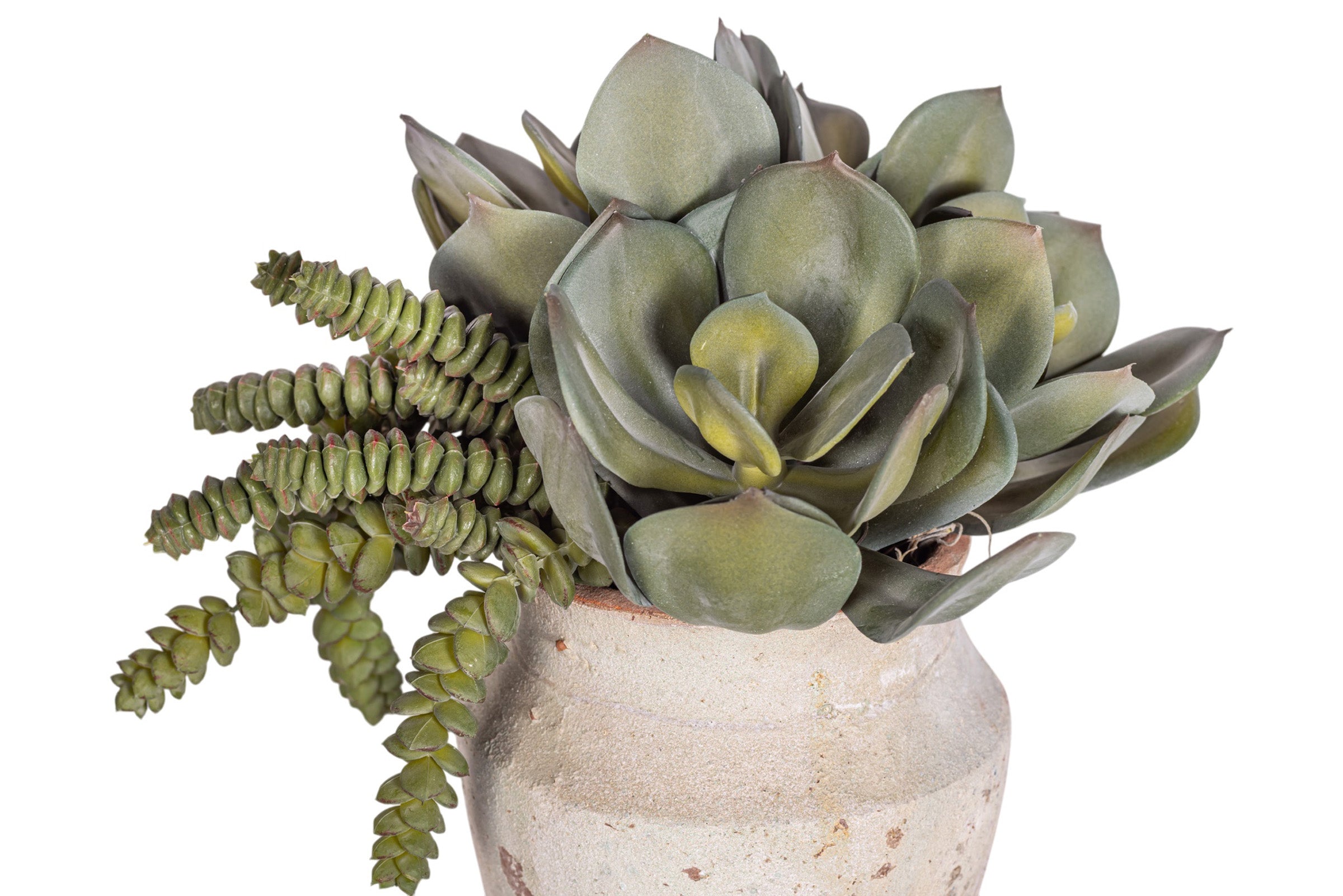 6" Titan Pot with Mixed Succulent Arrangement