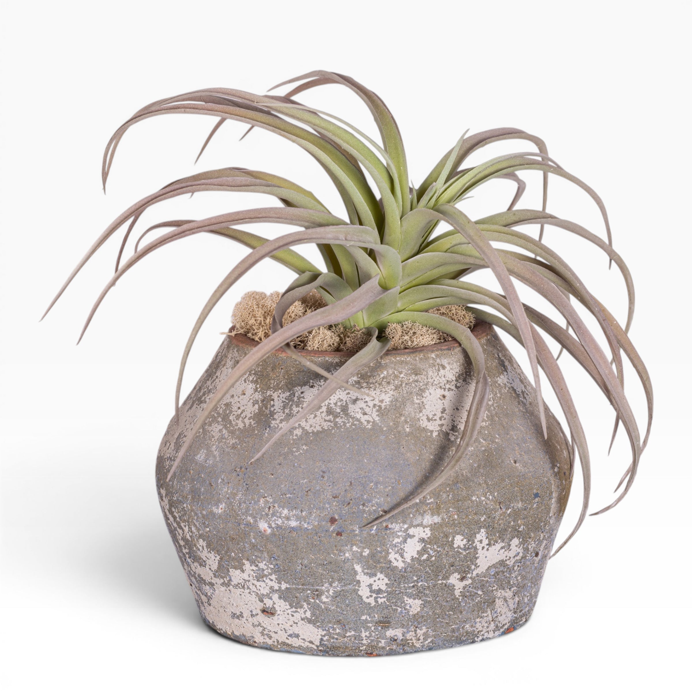 7" Bodie Pot with Airplant Arrangement
