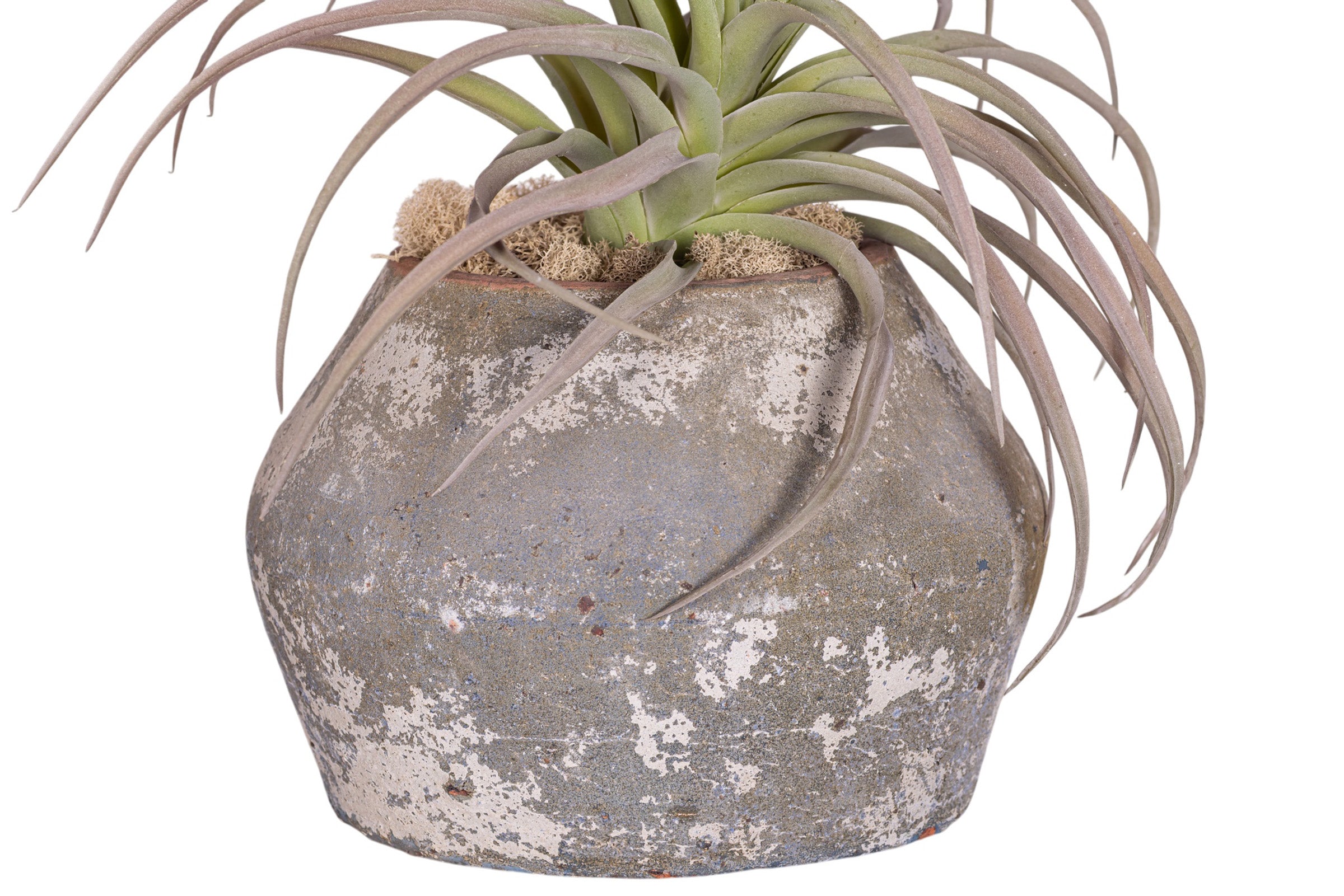 7" Bodie Pot with Airplant Arrangement