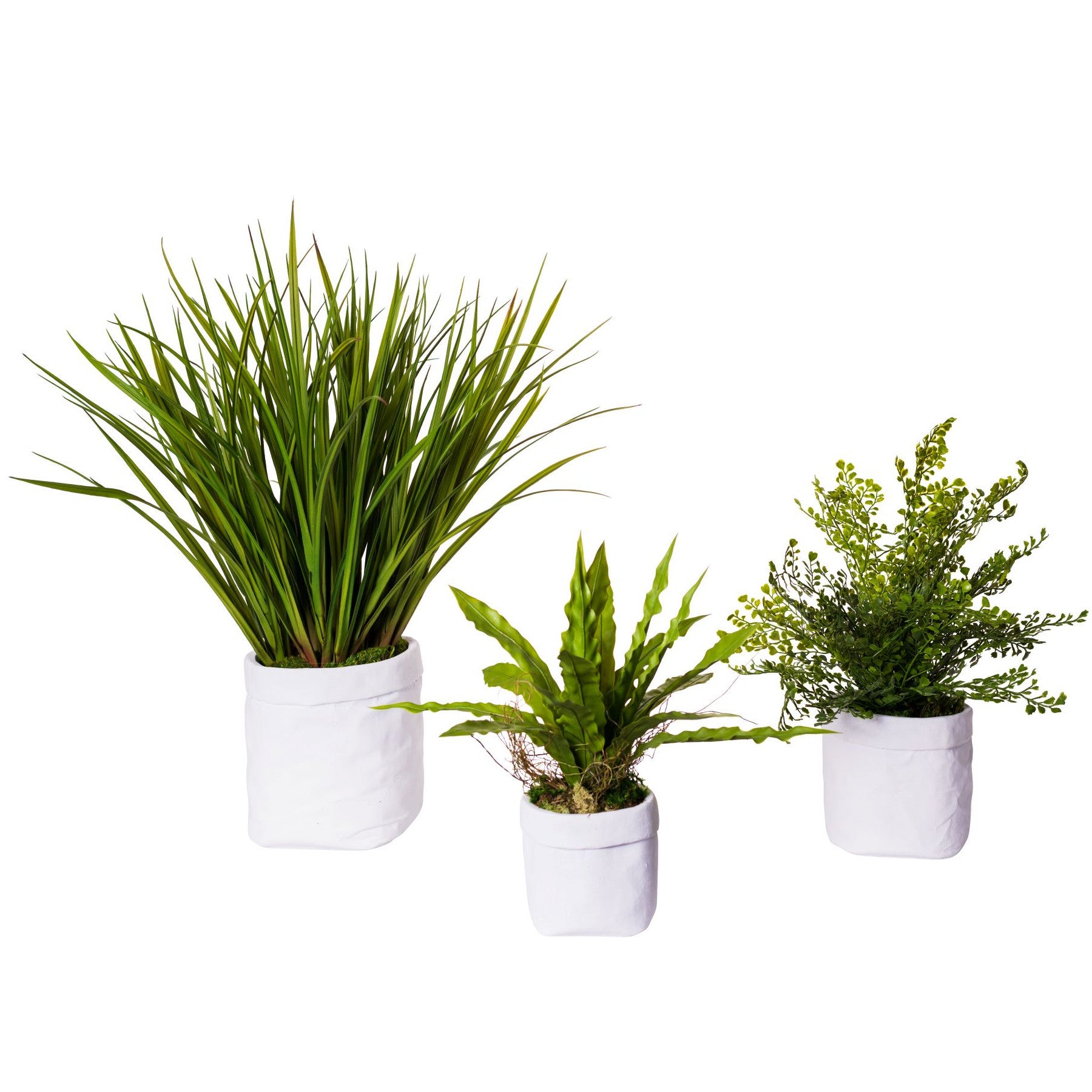 Herb Pot Trio Fern Arrangement AR1551