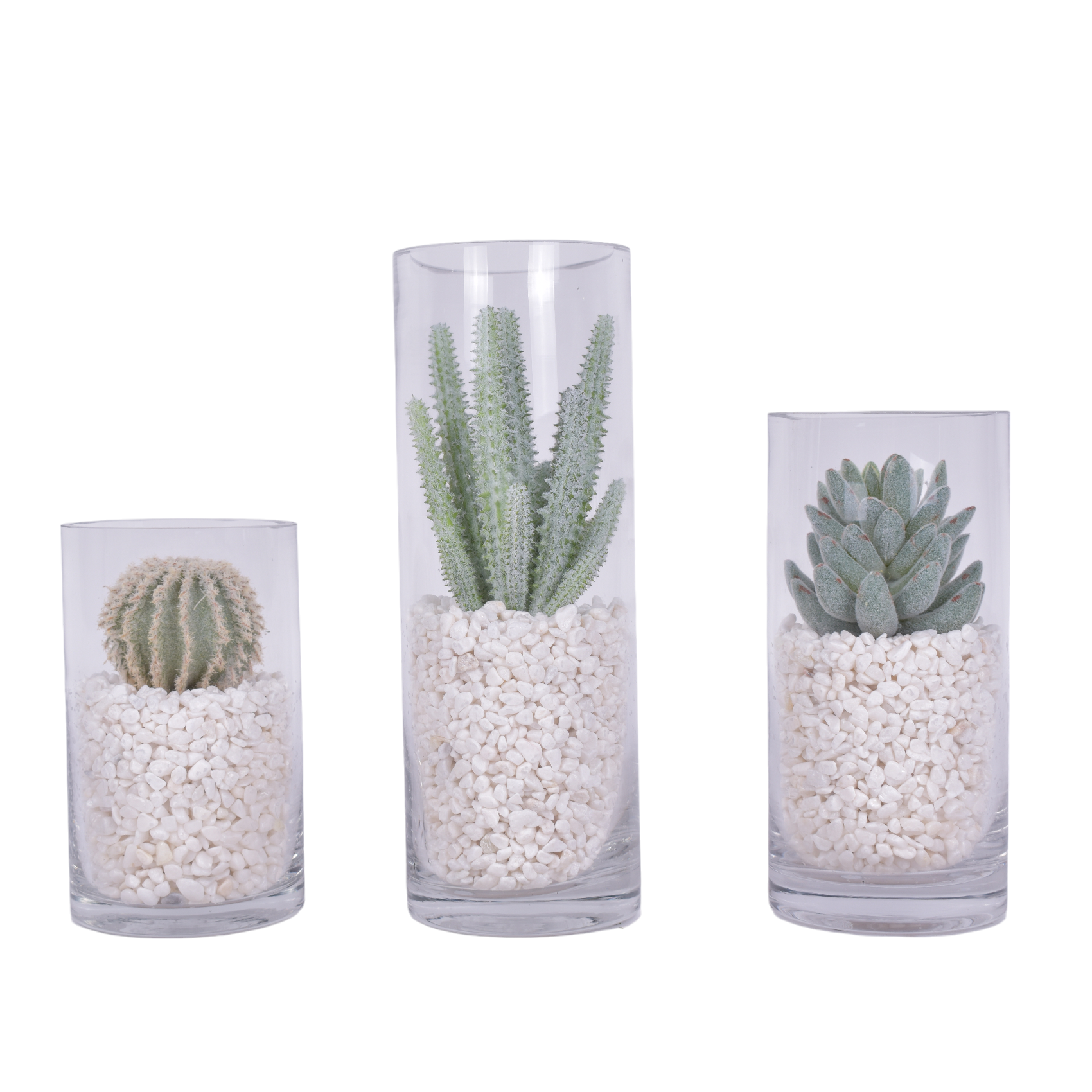 Glass Cylinders with Cactus and White Pebble Arrangements
