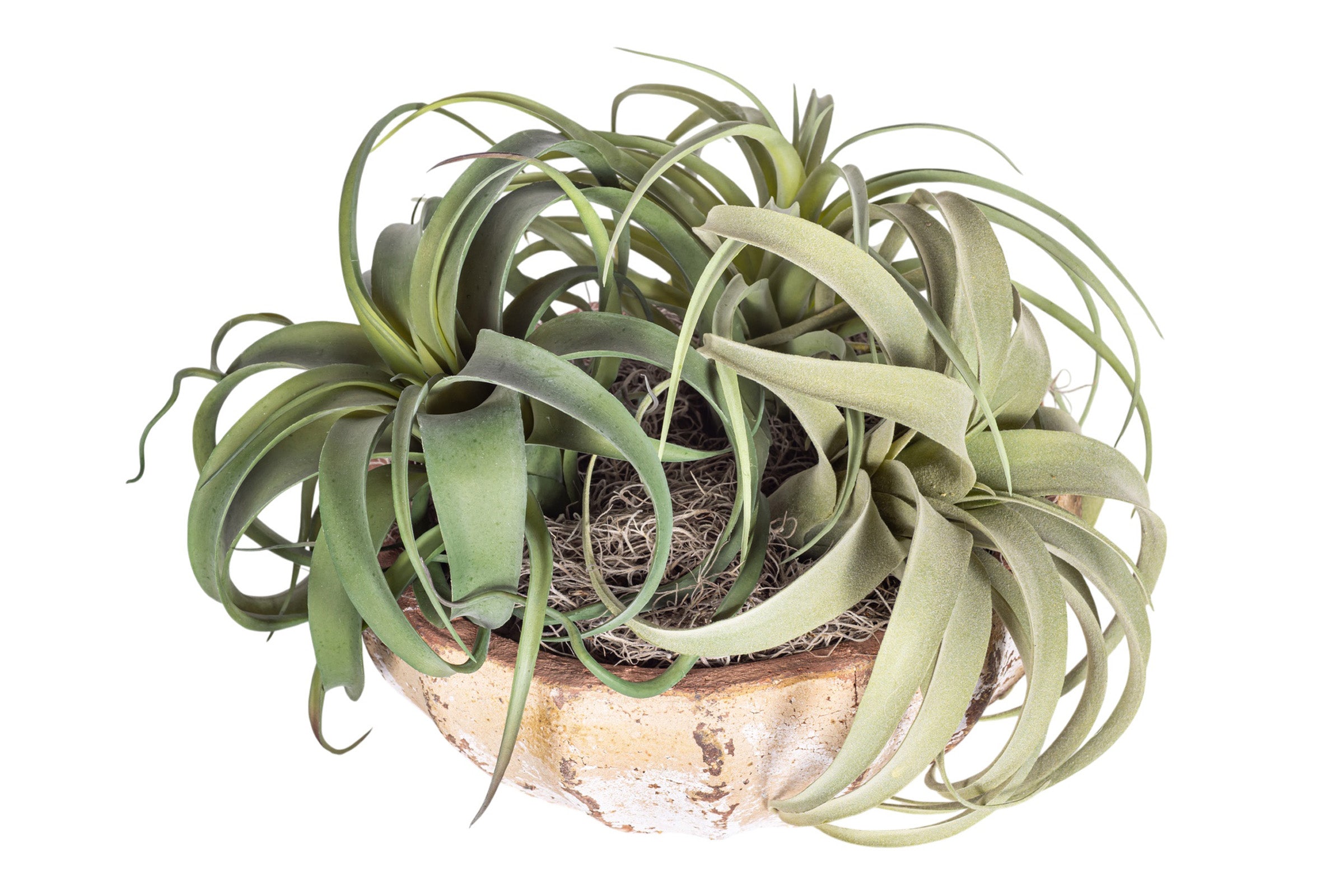 11" Ansel Bowl with Airplant Arrangement