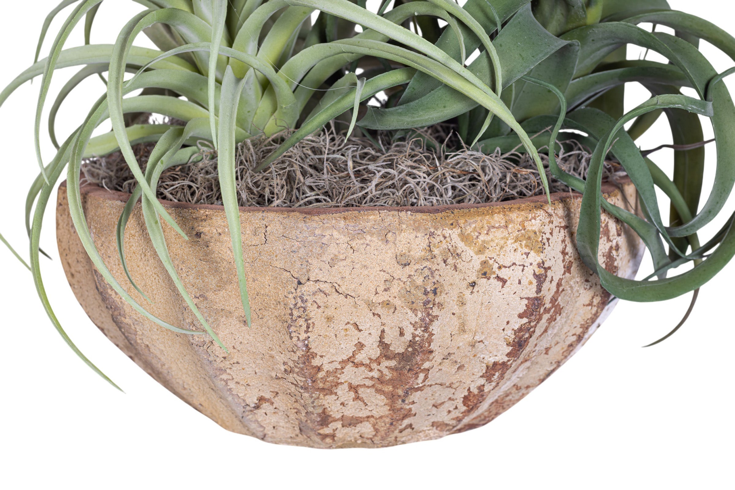 11" Ansel Bowl with Airplant Arrangement