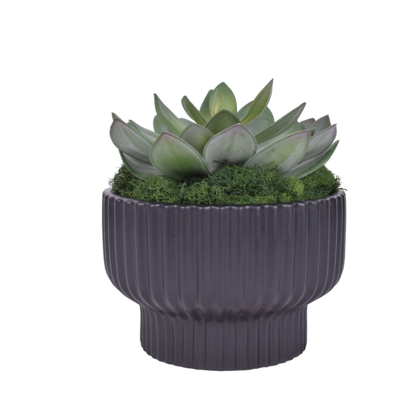 8" Black Wally Pot with Succulent Flower   AR1706