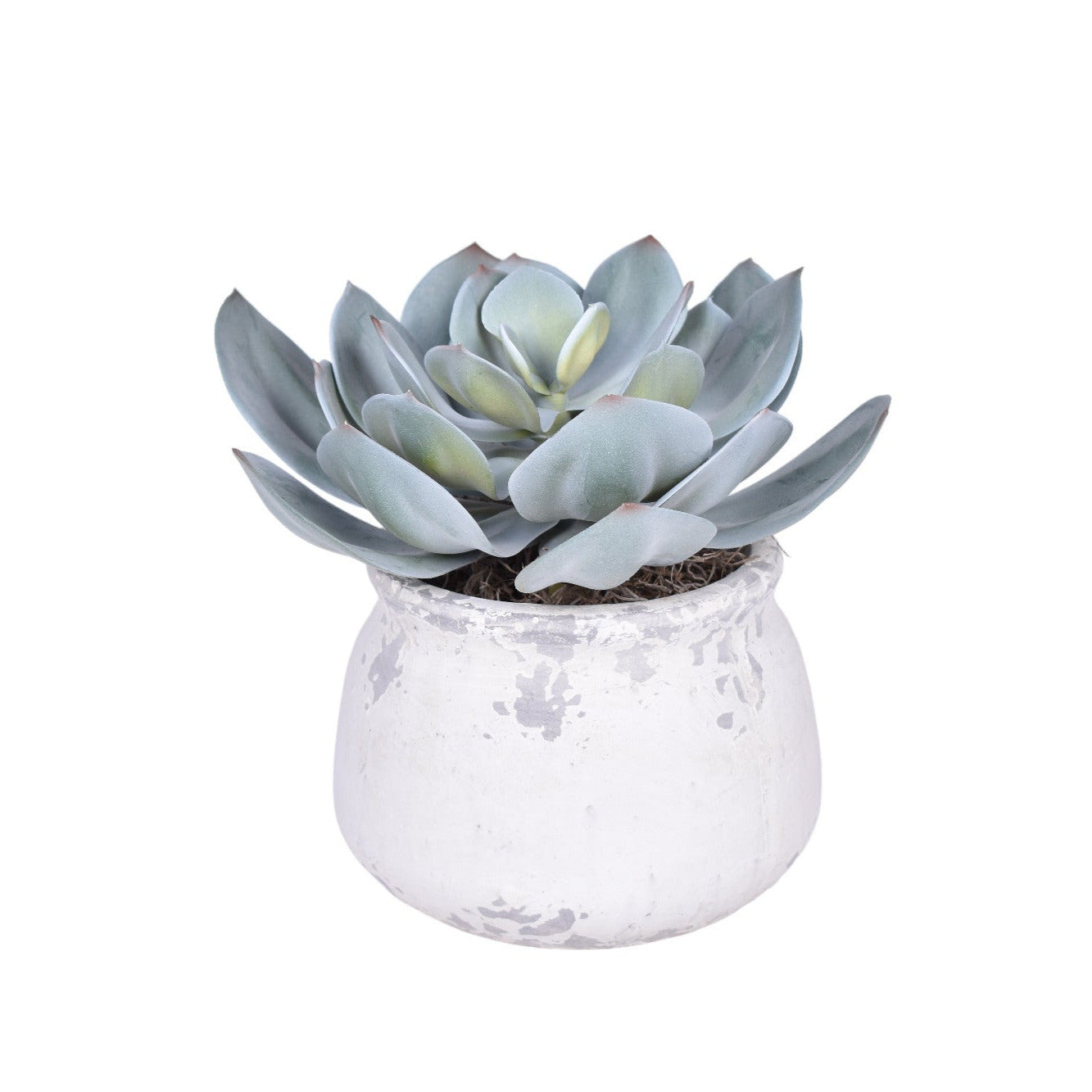 Shabby Pot with Succulent Arrangement AR1733