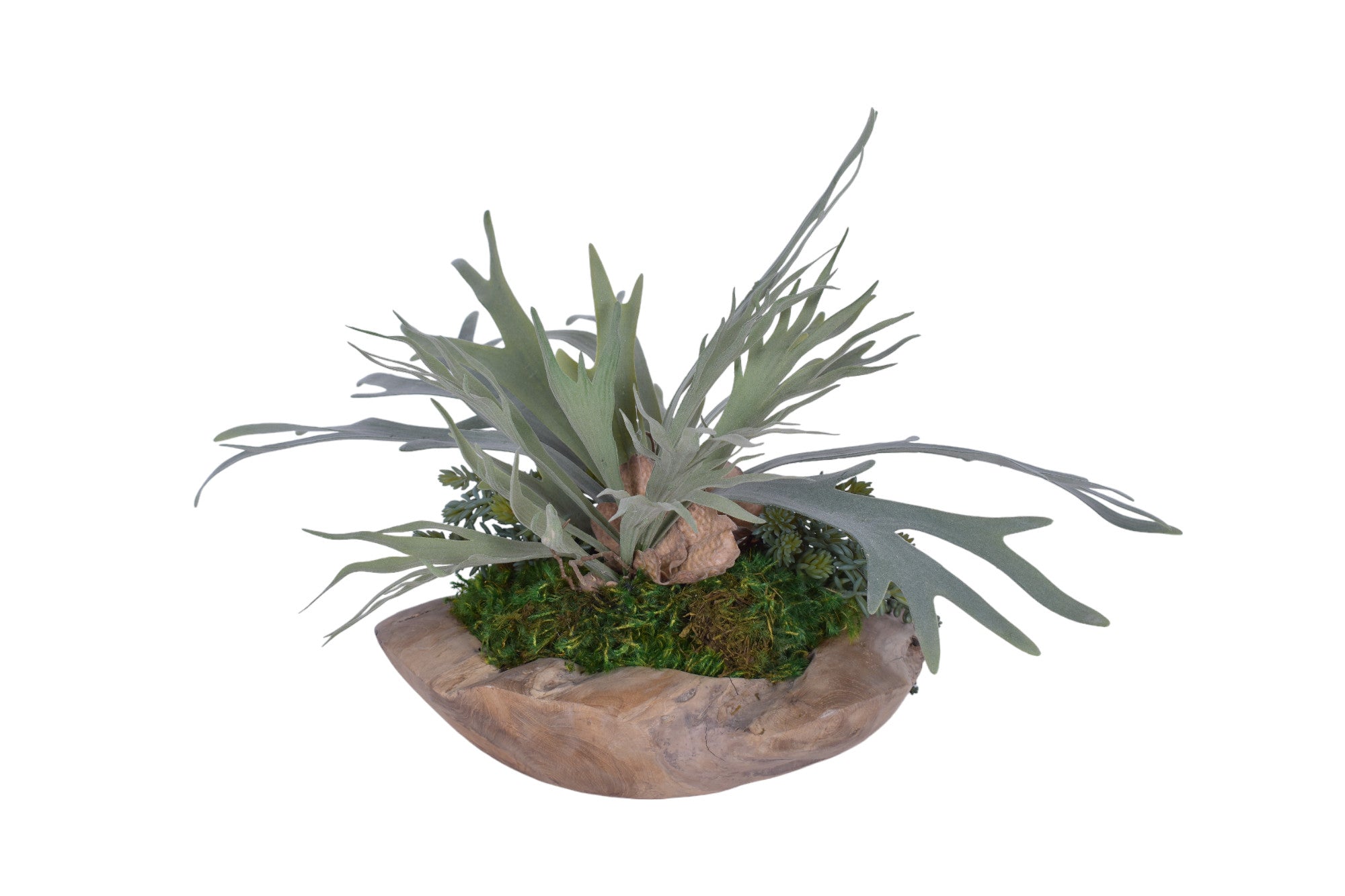 Java Teak Bowl with Staghorn Fern and Sedum AR1750