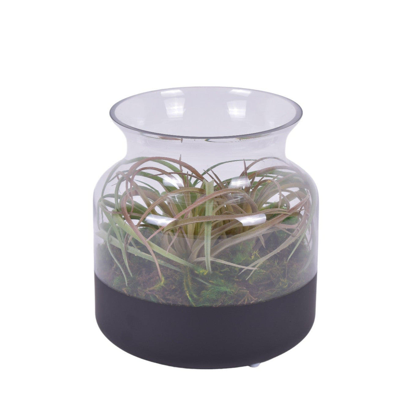 8.5" Poet Vase with Air Plant Arrangement   AR1766