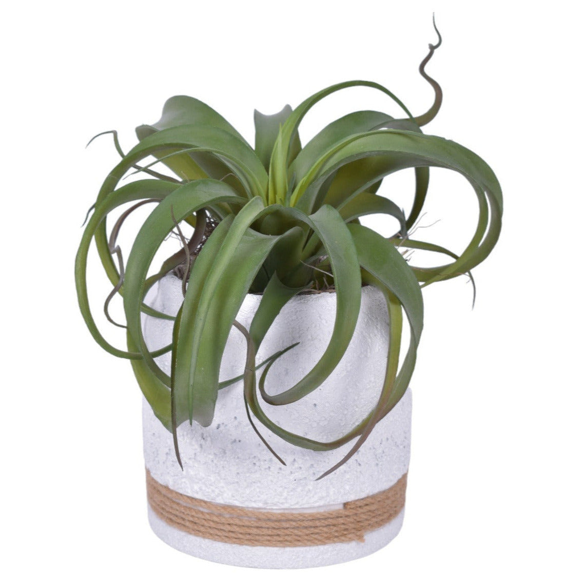 6.5" Nash Pot with UV Protected Air Plant   AR1769UV