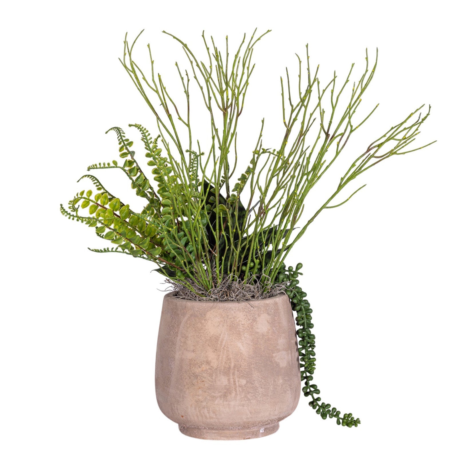 7" Dante Pot with Succulent Arrangement