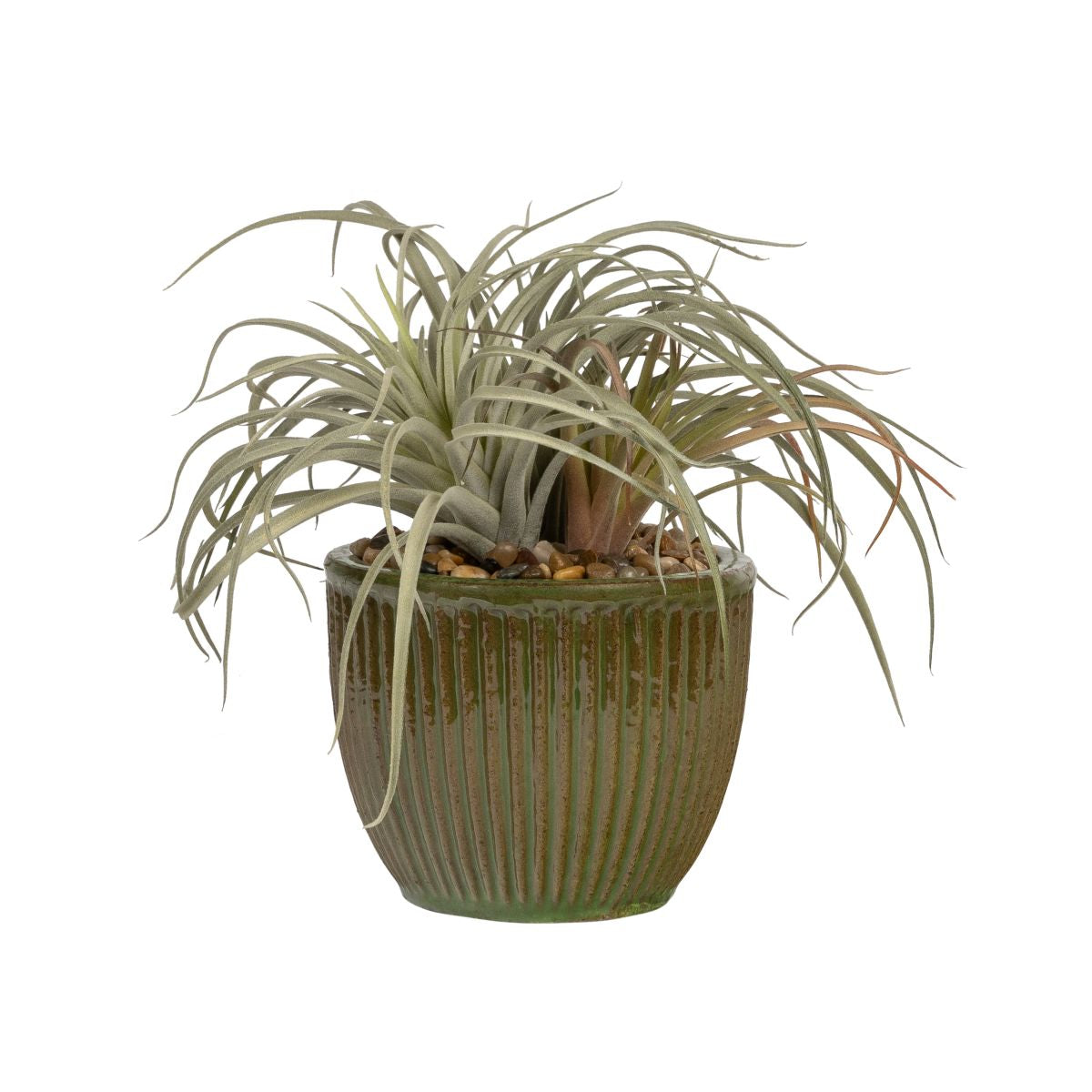 7" Kiwi Pot with Airplants AR1818