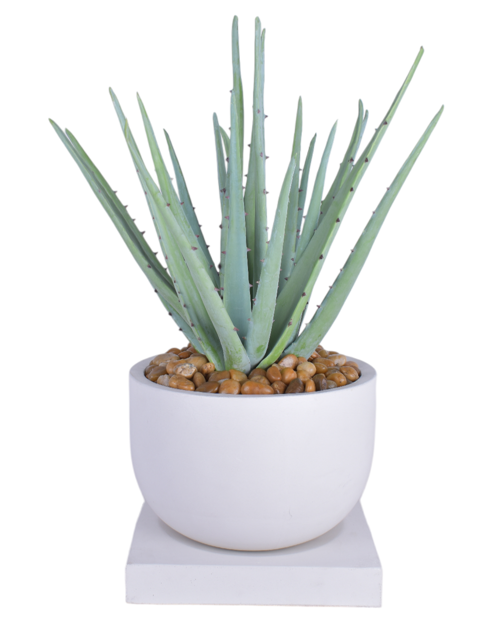 12" White Palmaria Planter with Aloe Arrangement AR1840