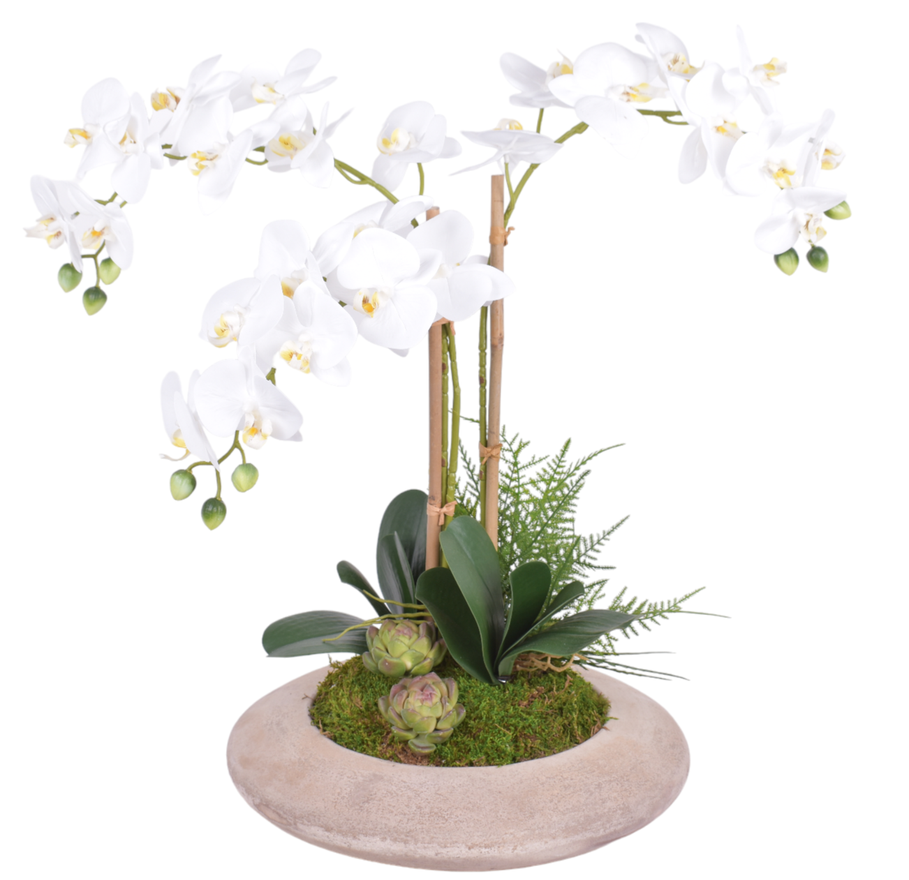 flying saucer plant 14" Flying Saucer Bowl with Orchid Arrangement AR1870