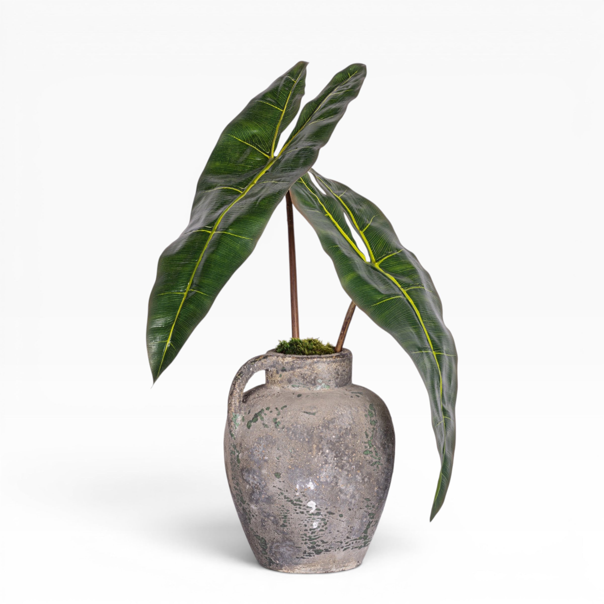 11" Wren Jug with Philodendron Arrangement