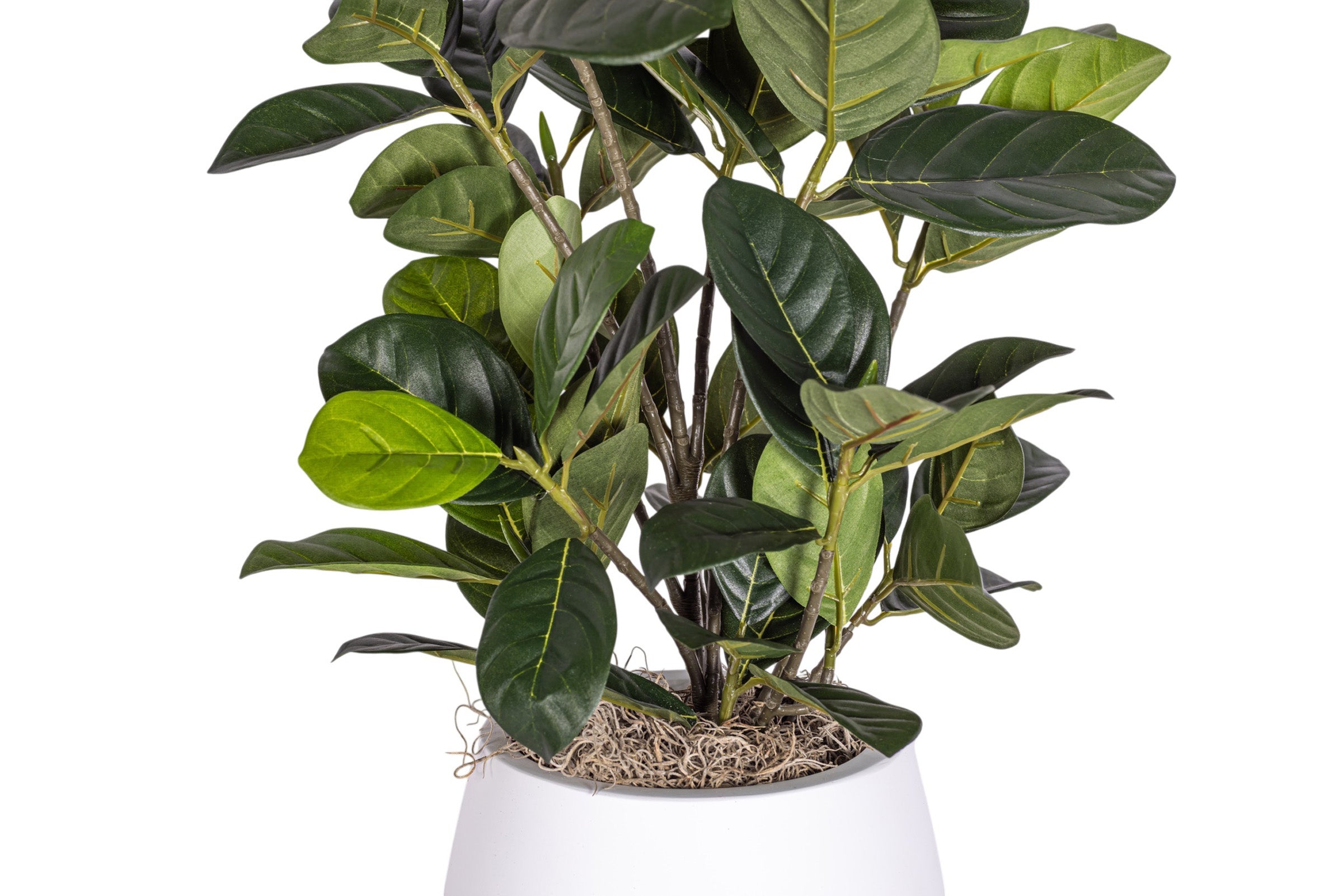6" Gail Pot with Artocarpus Arrangement AR1881