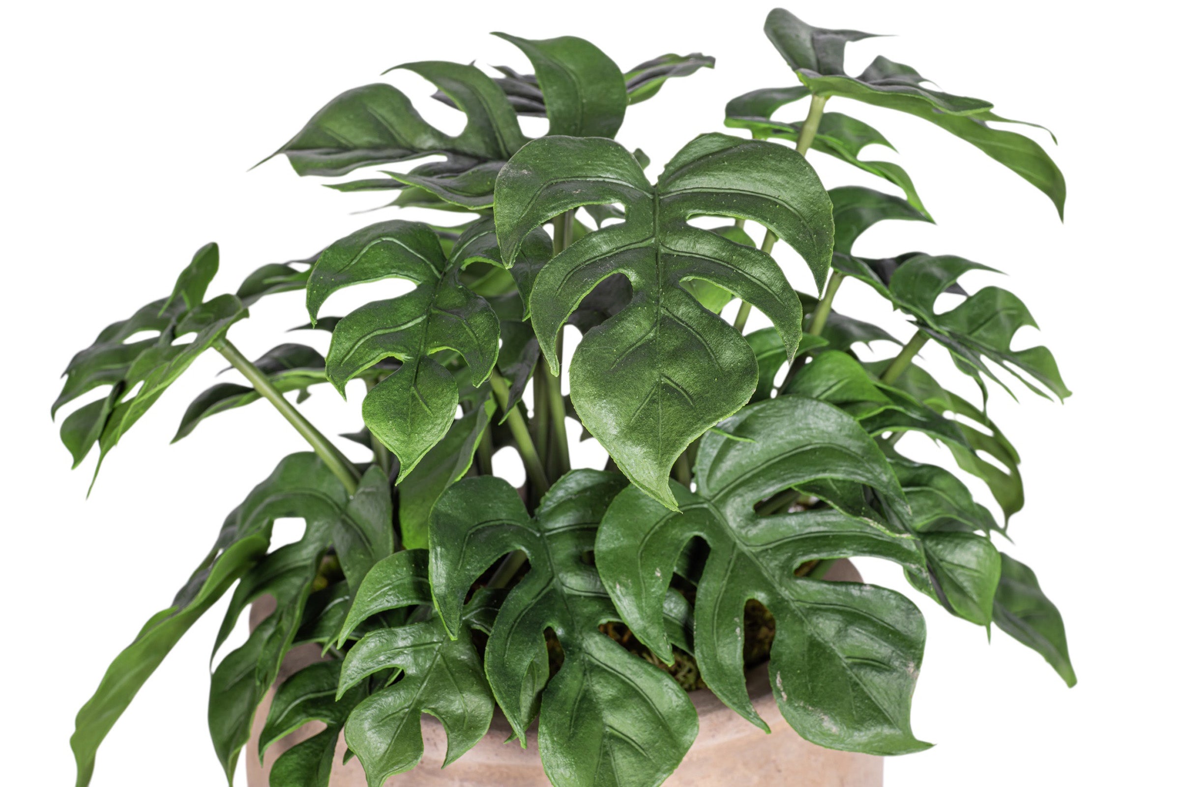 7" Jeune Bowl with Monstera Arrangement AR1888