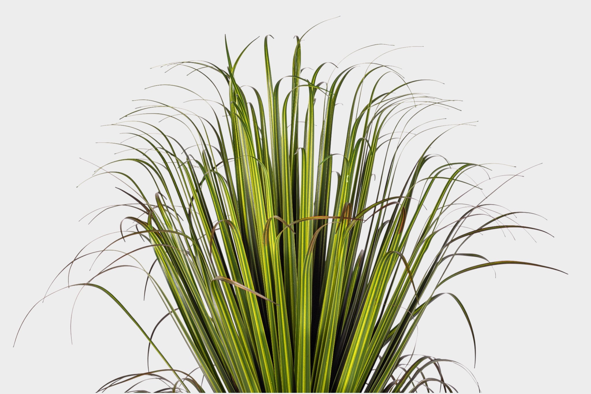 39" Pony Tail Palm in Black Cement Bowl - UV Treated AR1902