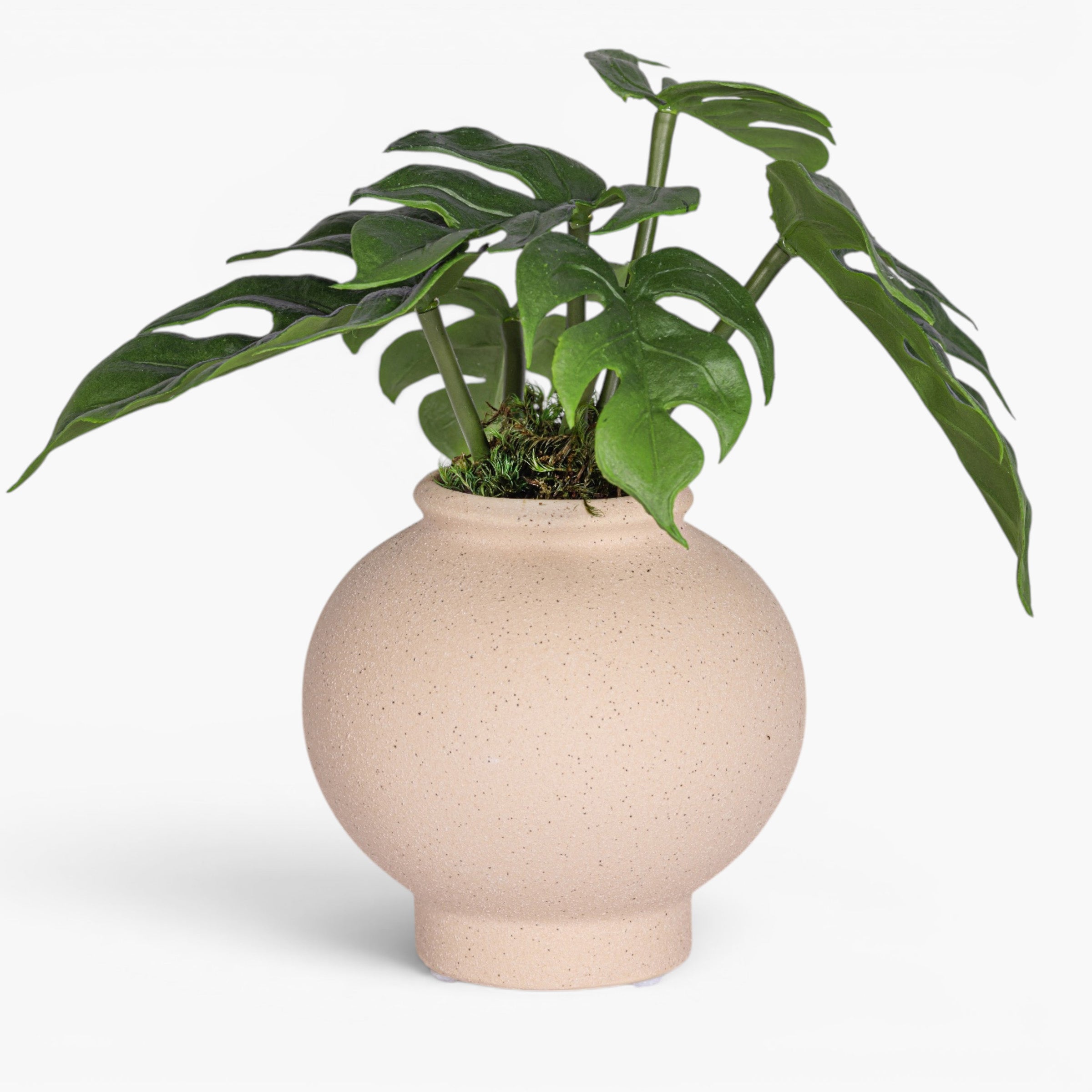 4.25" Stuart Bud Vase with Monstera AR1906