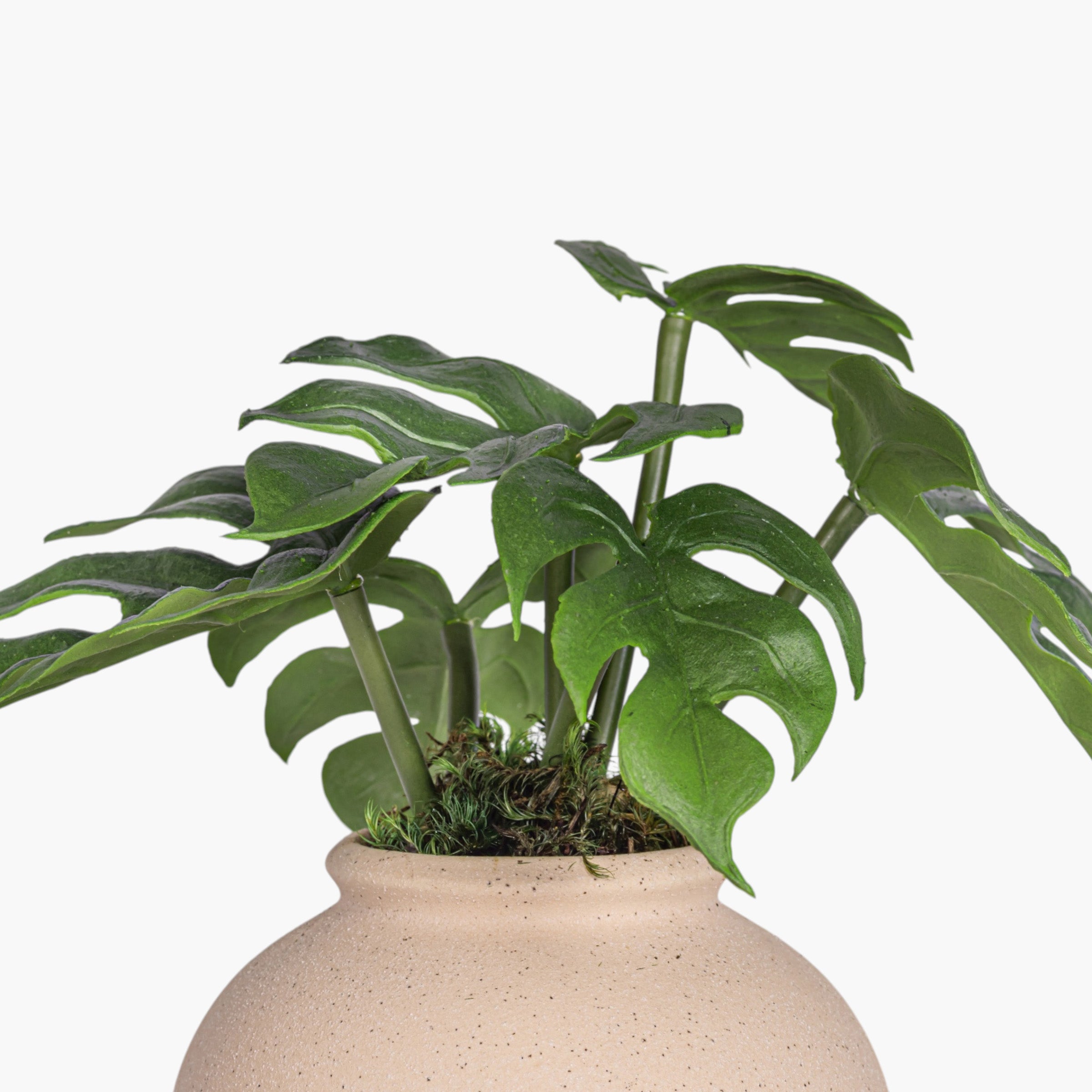 4.25" Stuart Bud Vase with Monstera AR1906