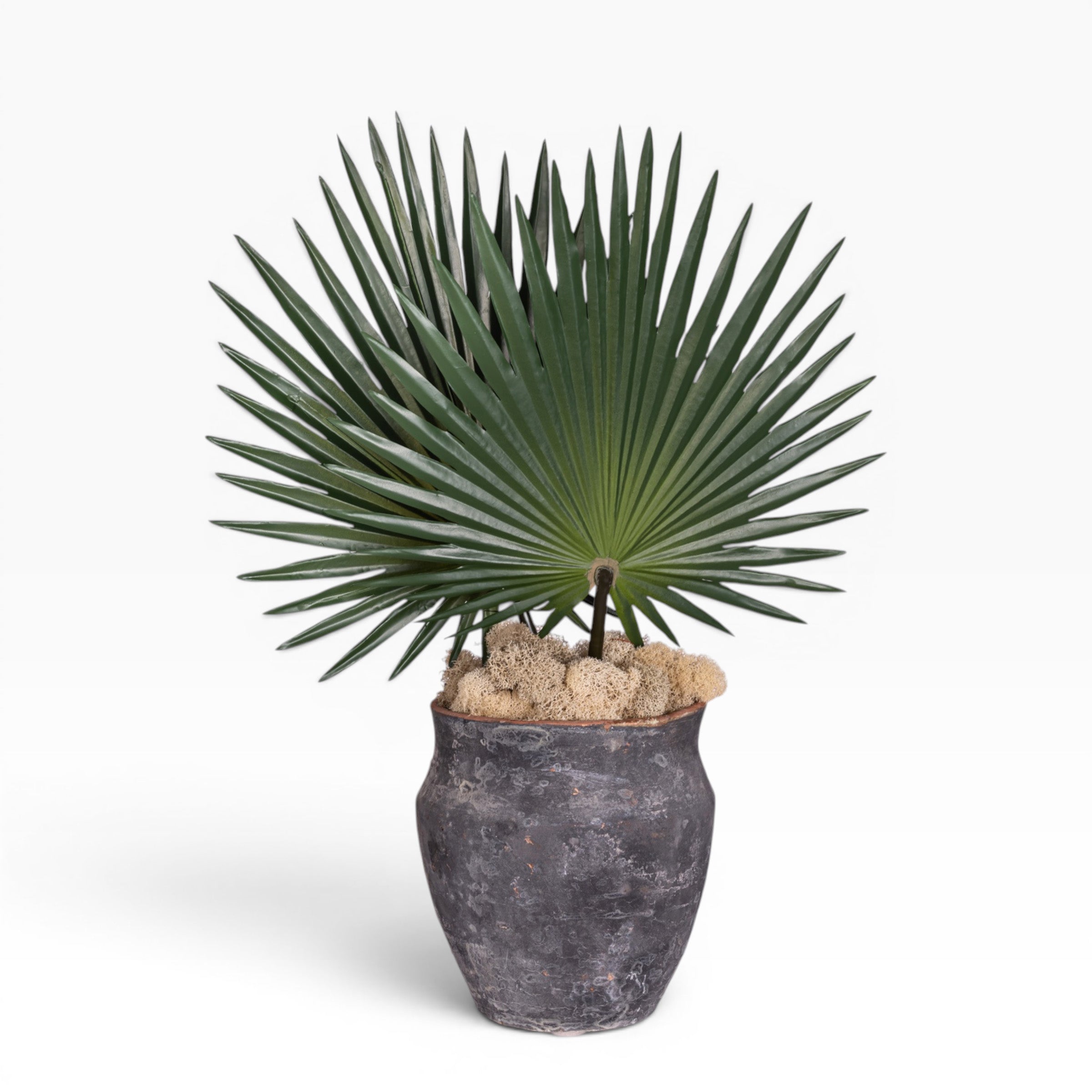 8" Titan Pot with Fan Palm Arrangement AR1907