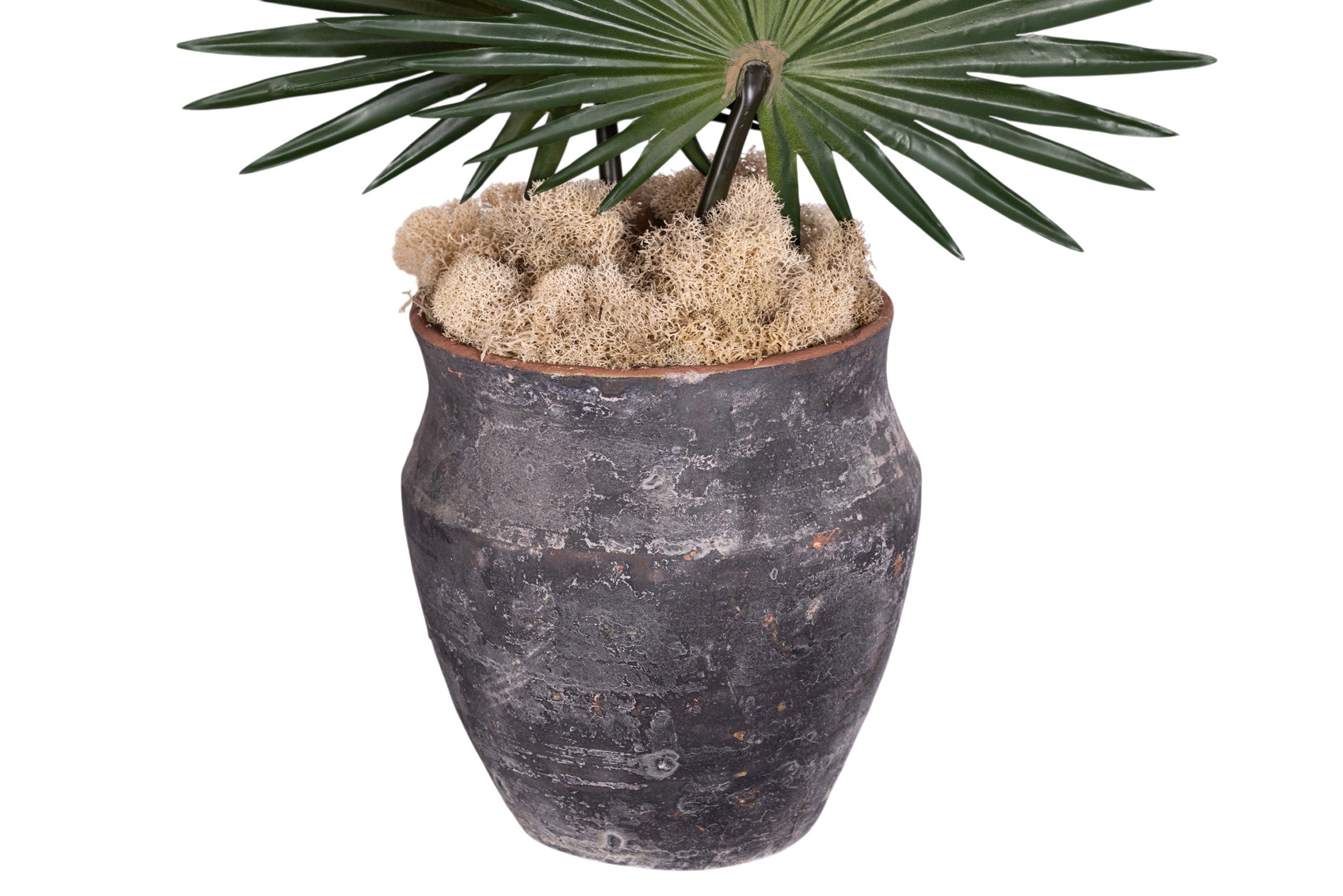 8" Titan Pot with Fan Palm Arrangement AR1907