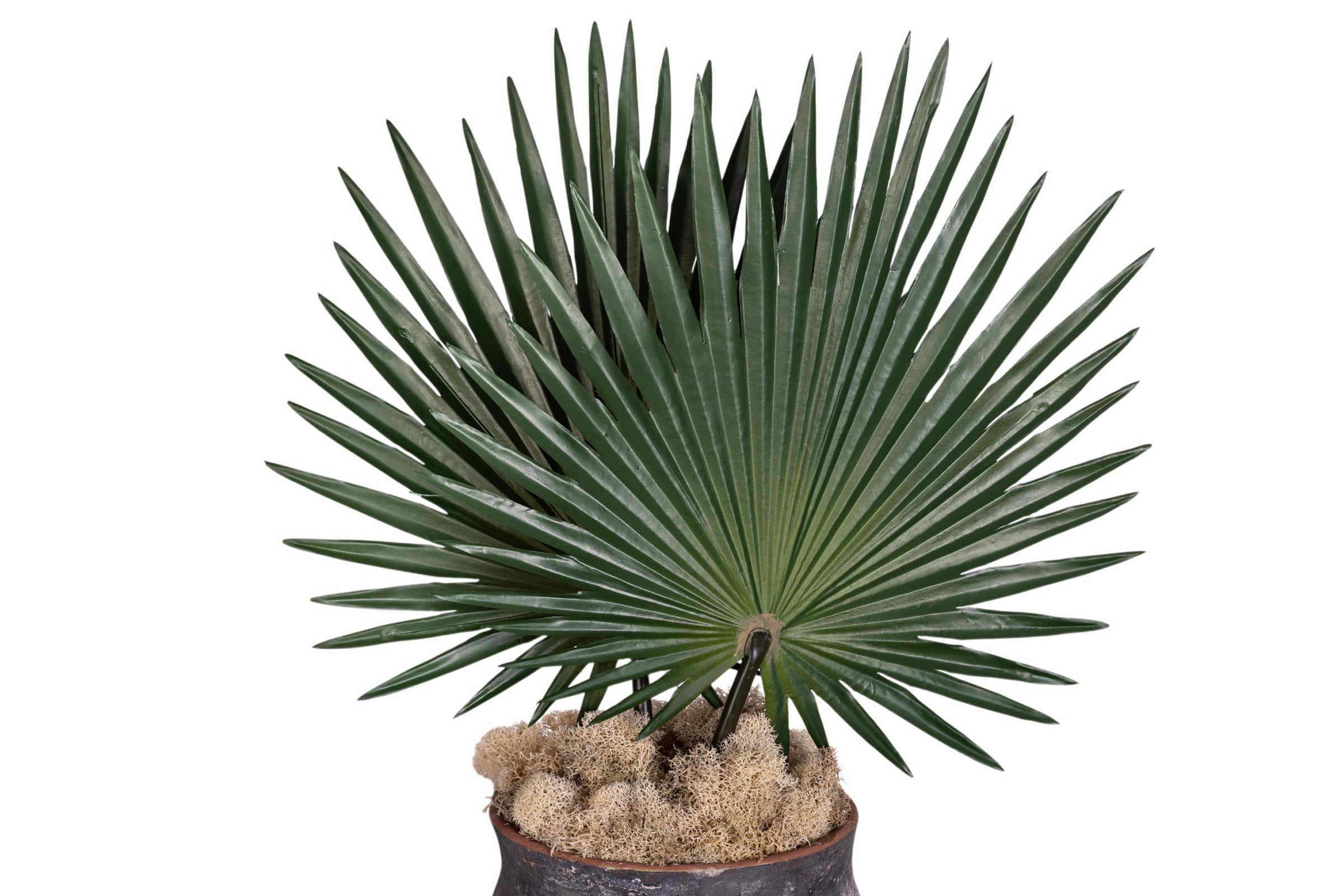 8" Titan Pot with Fan Palm Arrangement AR1907